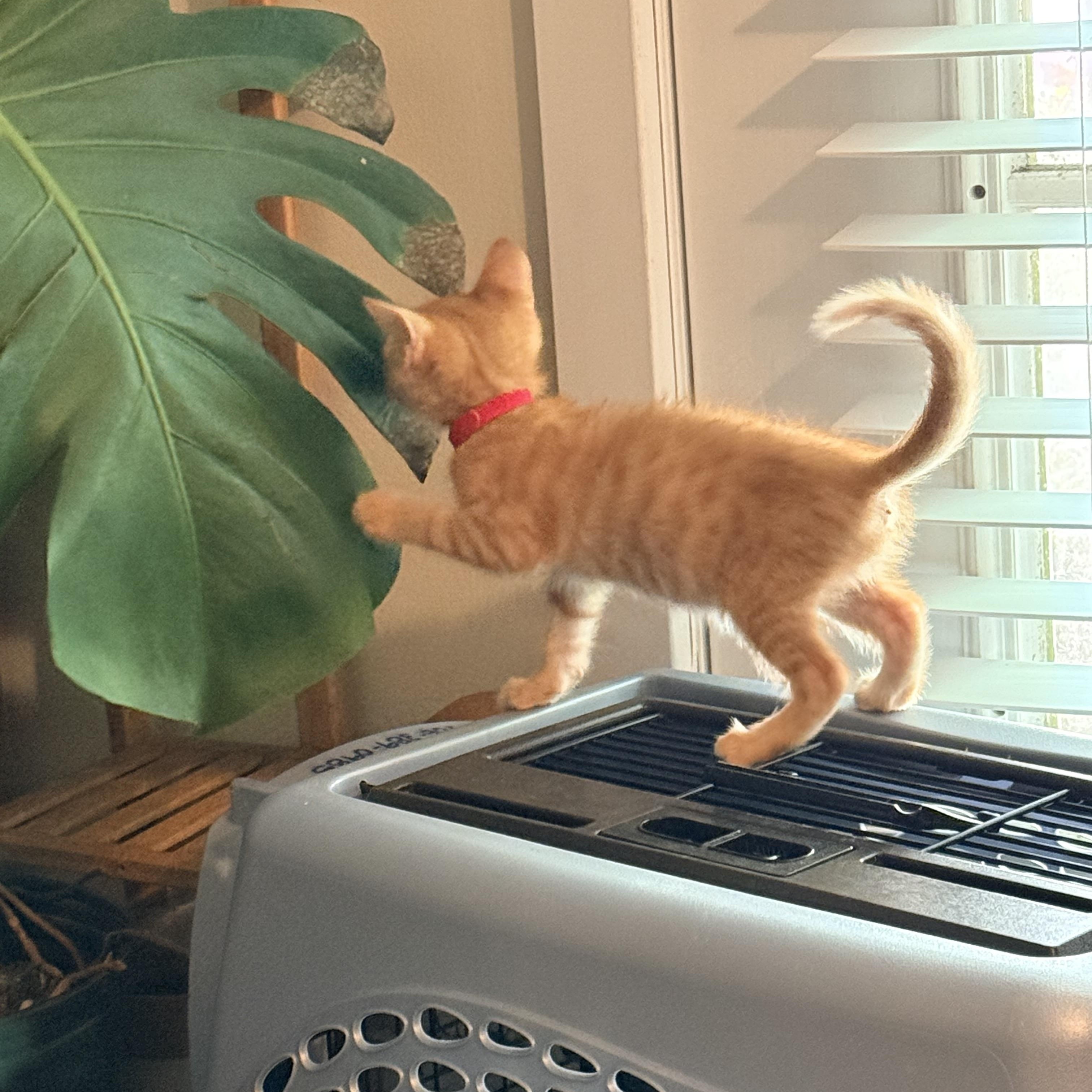 Enlarge Zeppelin- Athens, GA, an adopted mixed breed in Athens, GA image 6/6