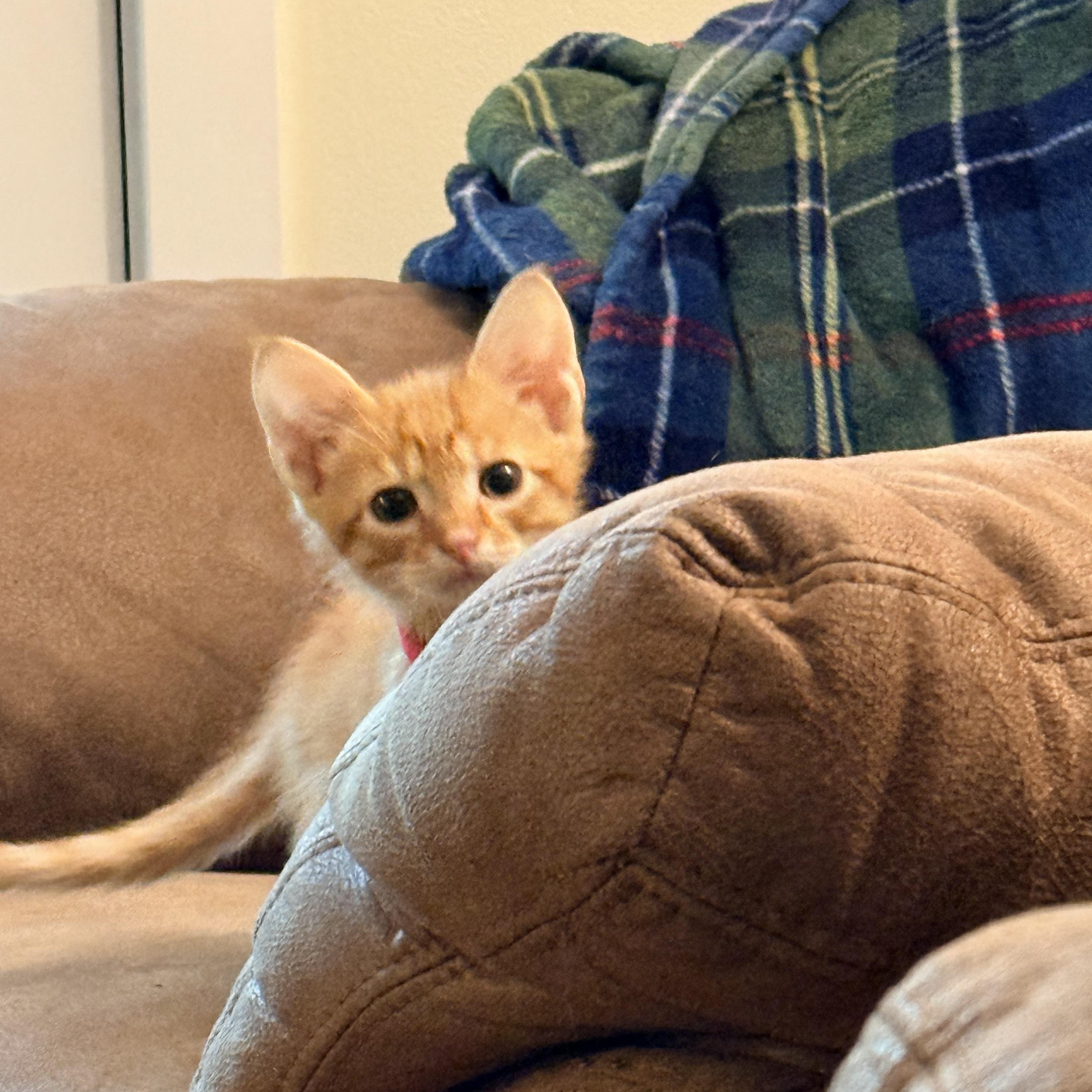 Enlarge Zeppelin- Athens, GA, an adopted mixed breed in Athens, GA image 5/6