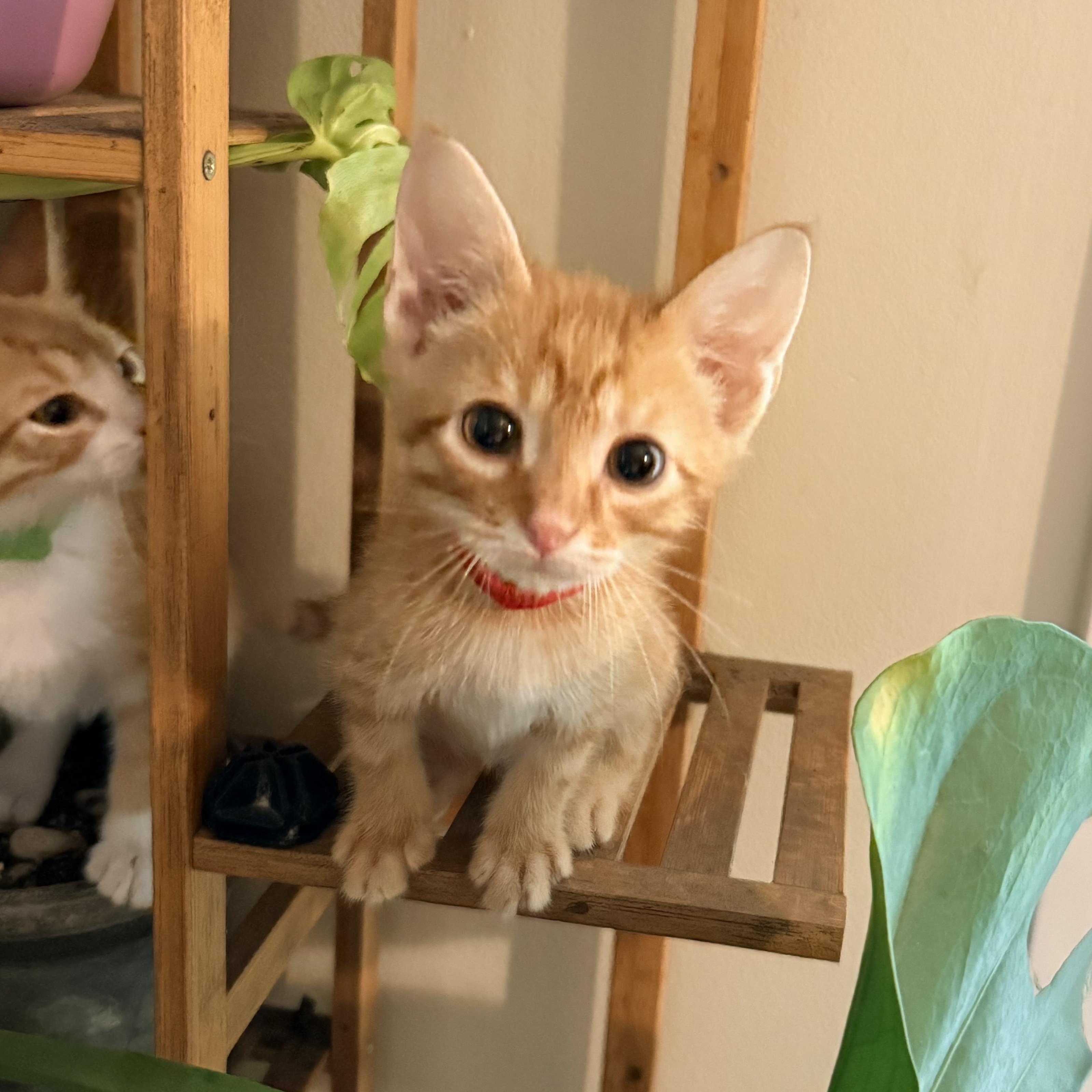 Enlarge Zeppelin- Athens, GA, an adopted mixed breed in Athens, GA image 3/6