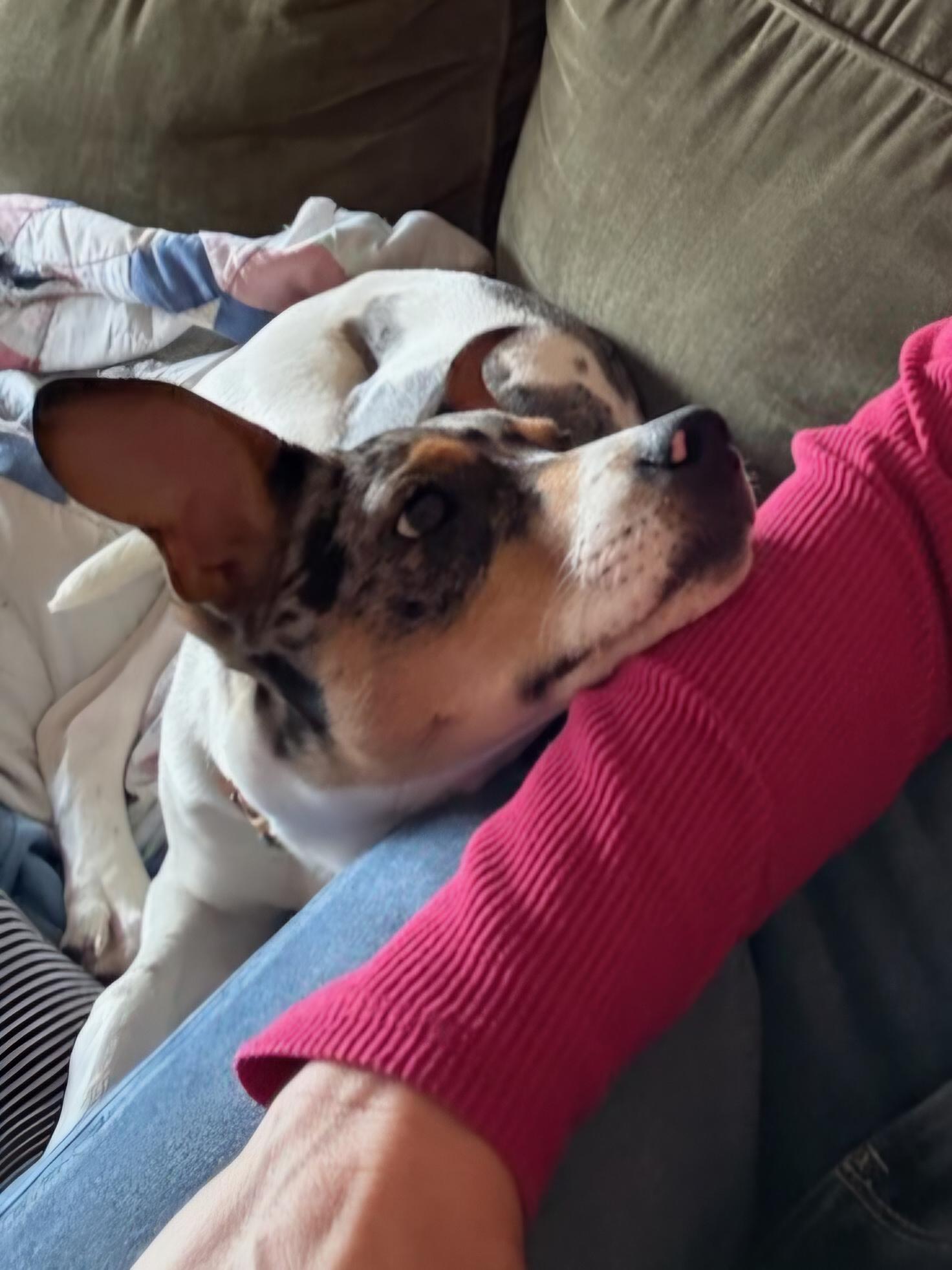 Poppie, a ADOPTABLE mixed breed in Monroe, NC image 2/2