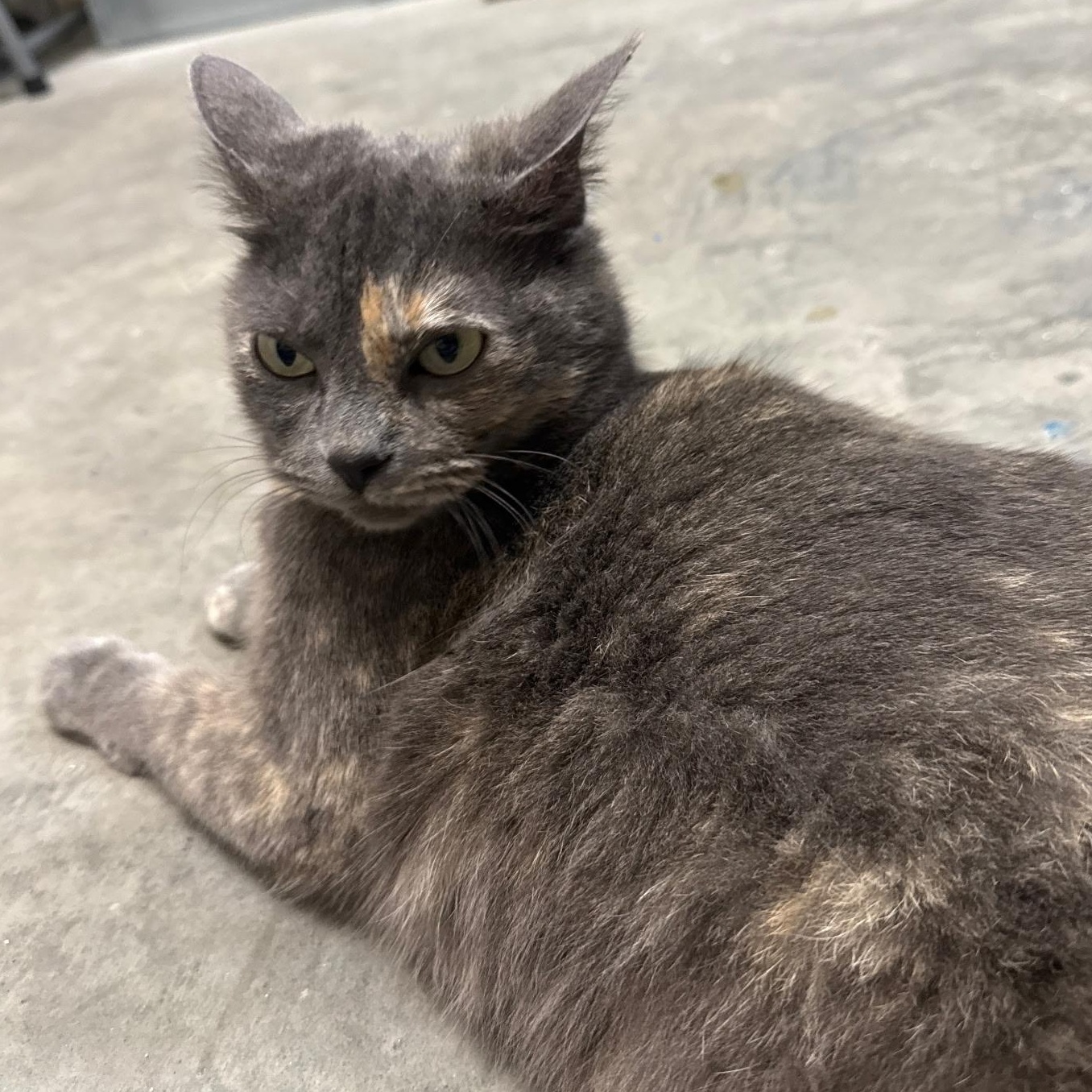 Enlarge Silver, a ADOPTABLE Dilute Calico in Pasco, WA image 3/6