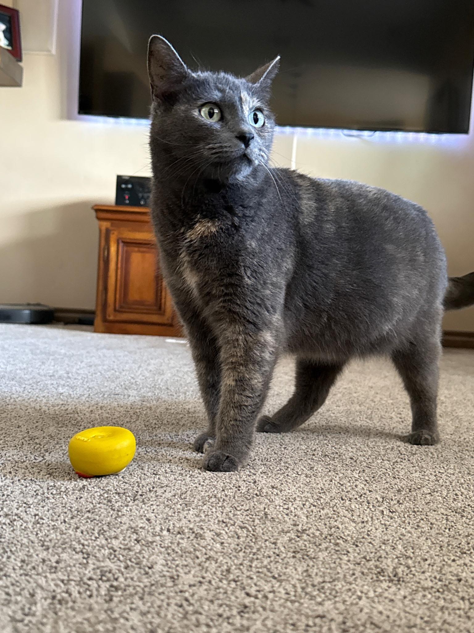 Enlarge Silver, a ADOPTABLE Dilute Calico in Pasco, WA image 4/6
