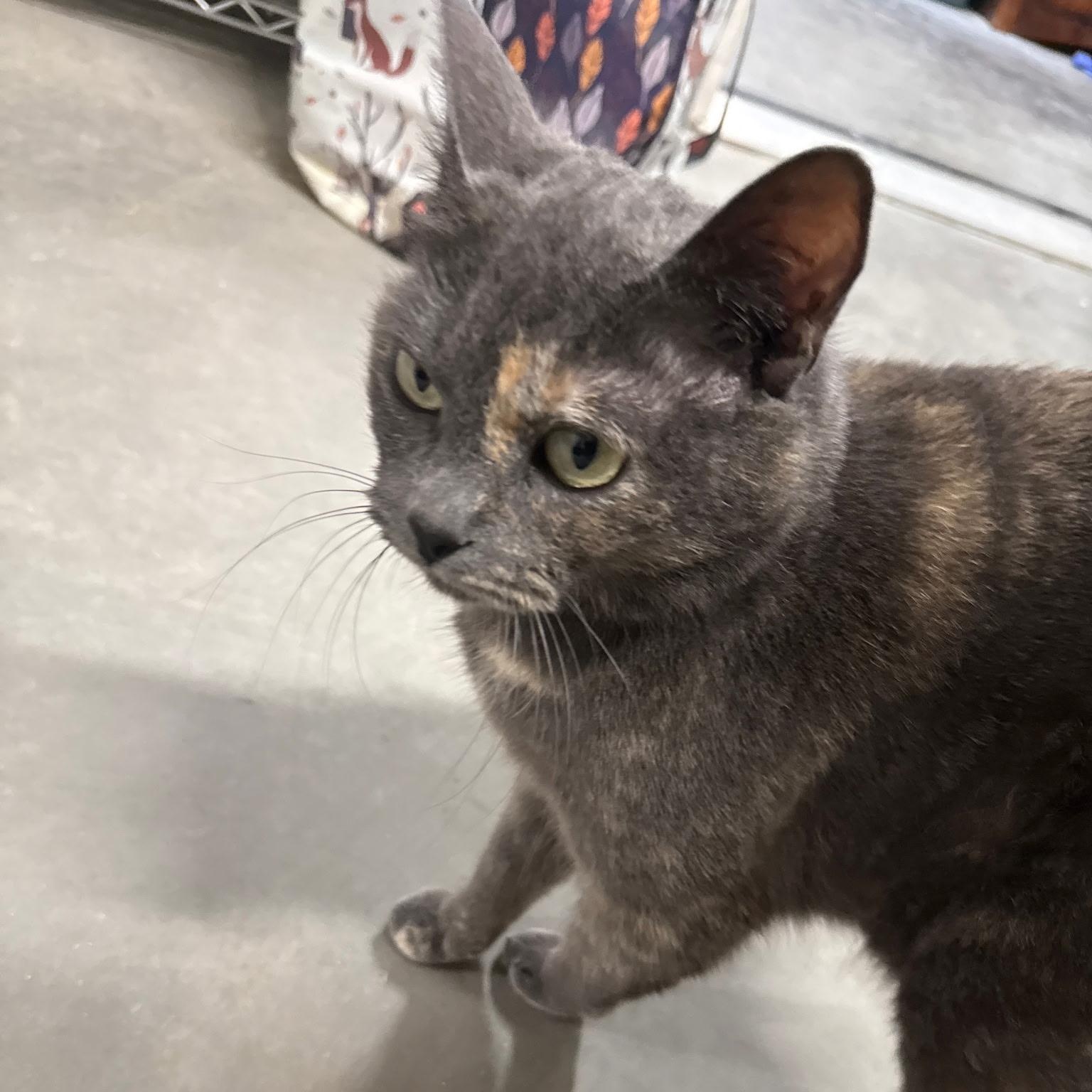 Enlarge Silver, a ADOPTABLE Dilute Calico in Pasco, WA image 2/6