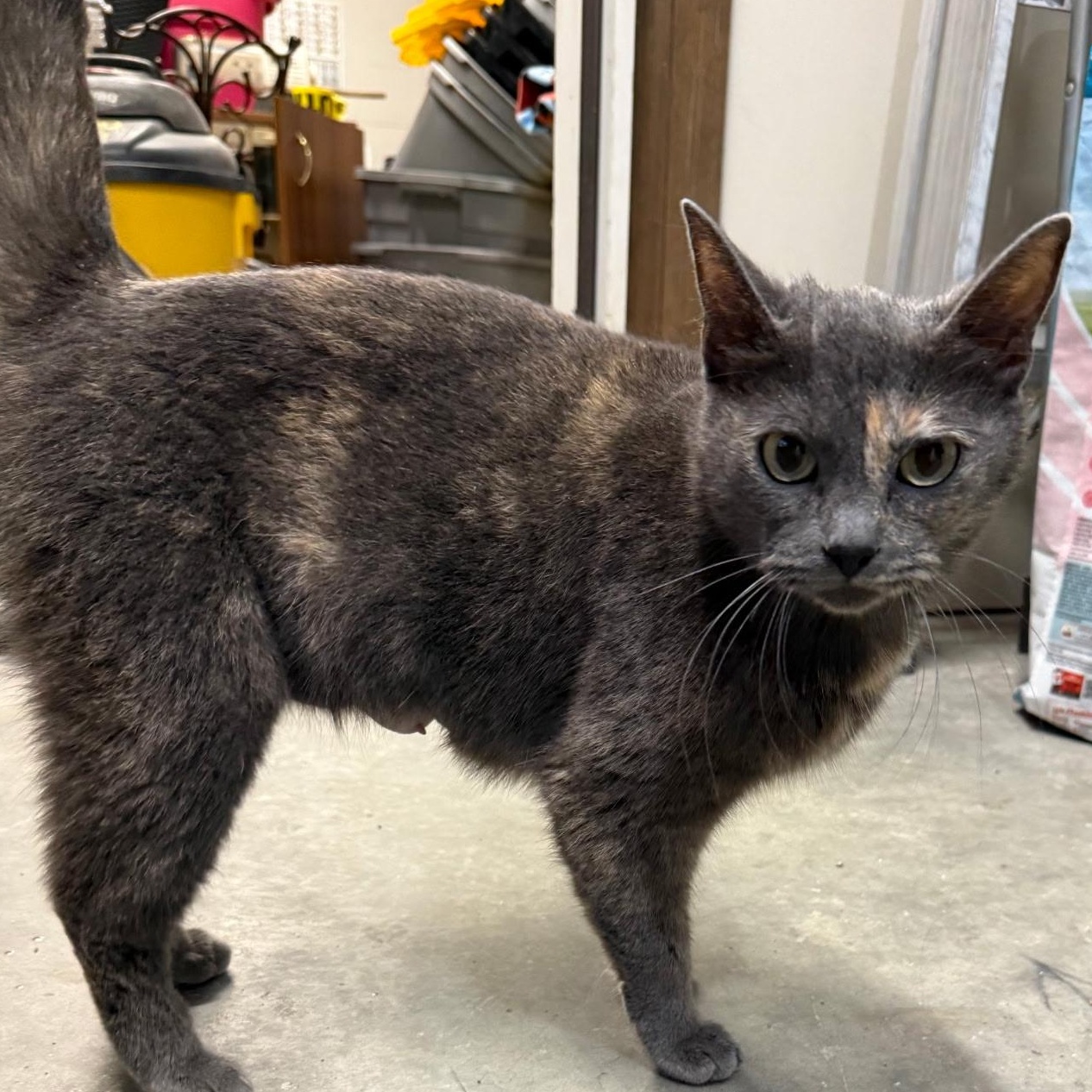 Enlarge Silver, a ADOPTABLE Dilute Calico in Pasco, WA image 5/6