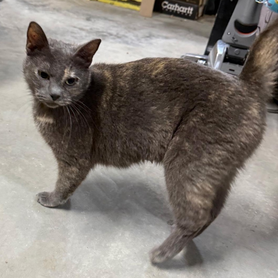 Silver, ADOPTABLE, Adult Female Dilute Calico.