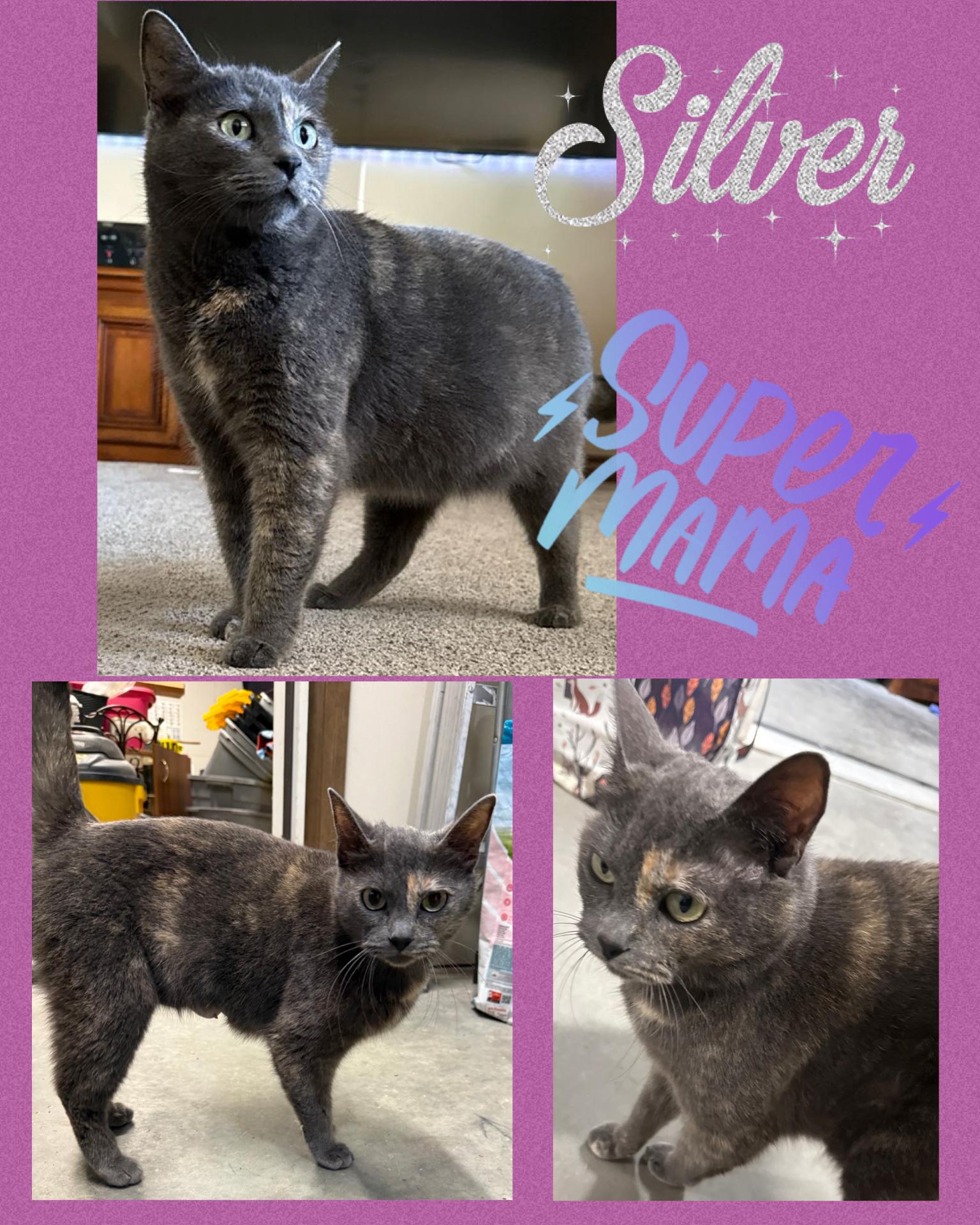 Enlarge Silver, a ADOPTABLE Dilute Calico in Pasco, WA image 6/6