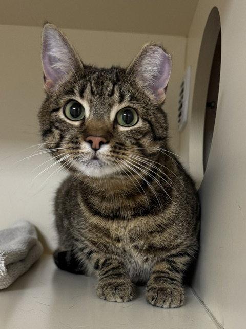Tiger Boy, Adoptable, Adult Male Domestic Short Hair.