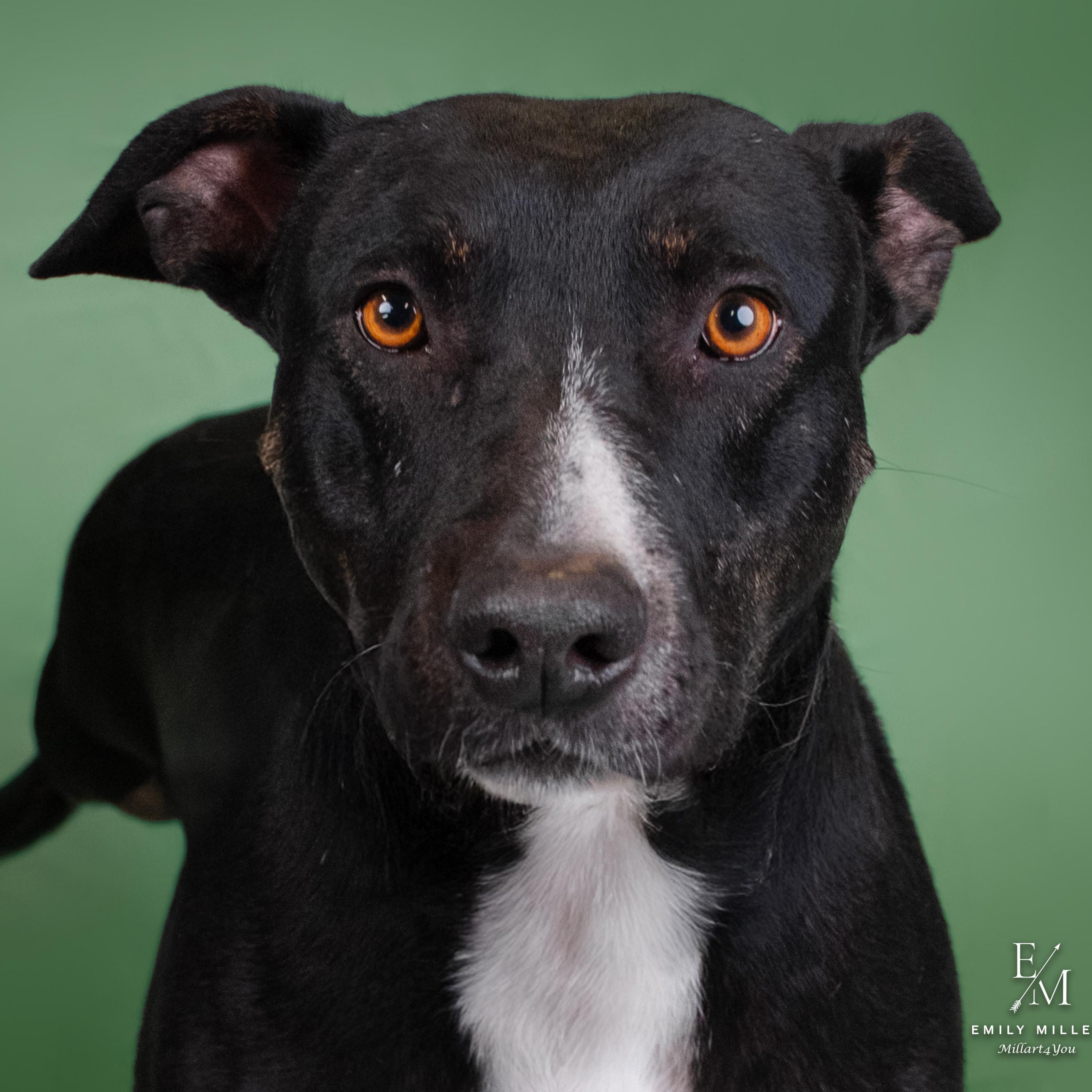 Enlarge MERCURY, a Adoptable mixed breed in Phoenix, AZ image 1/5