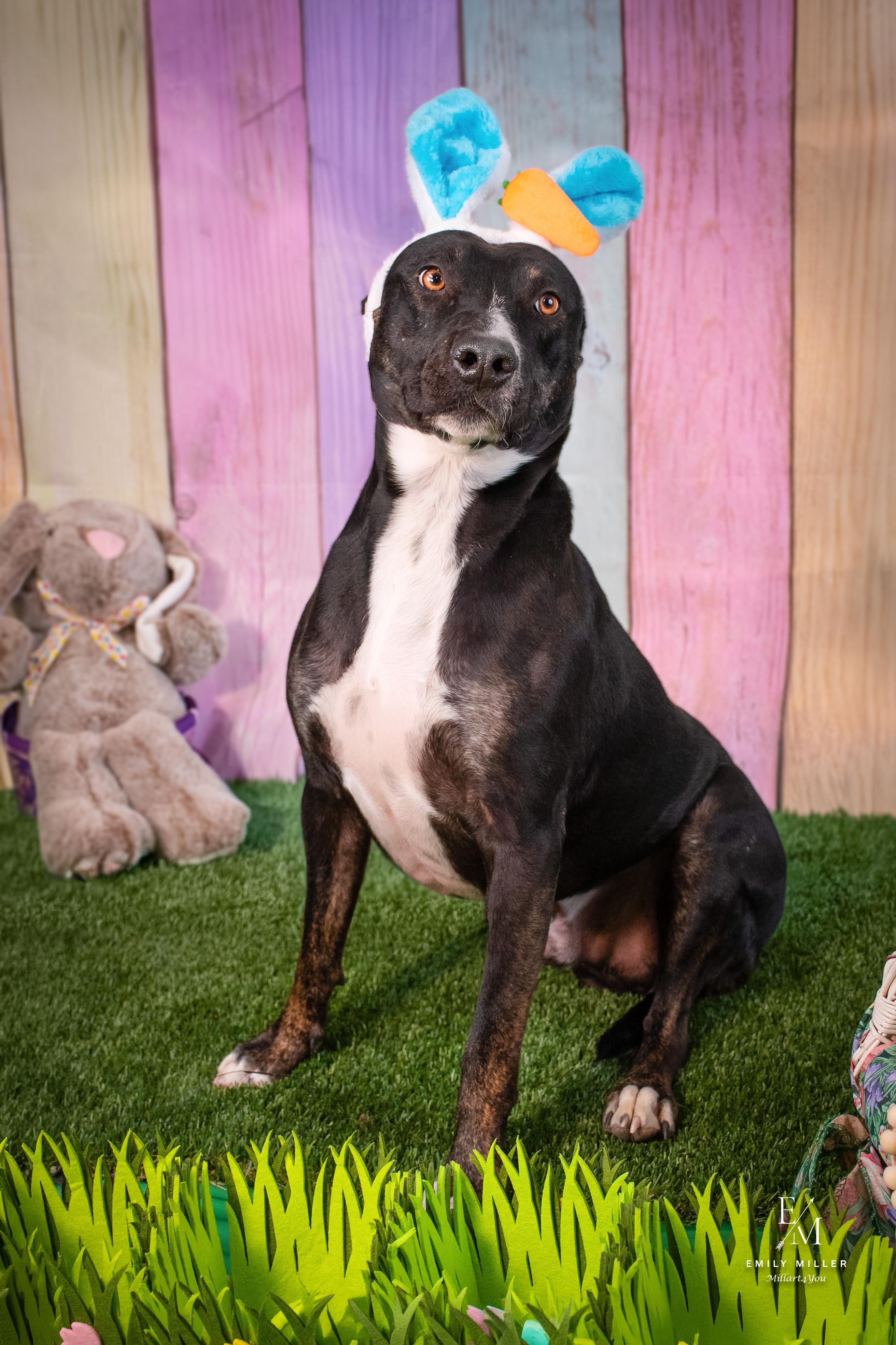 Enlarge MERCURY, a Adoptable mixed breed in Phoenix, AZ image 5/5