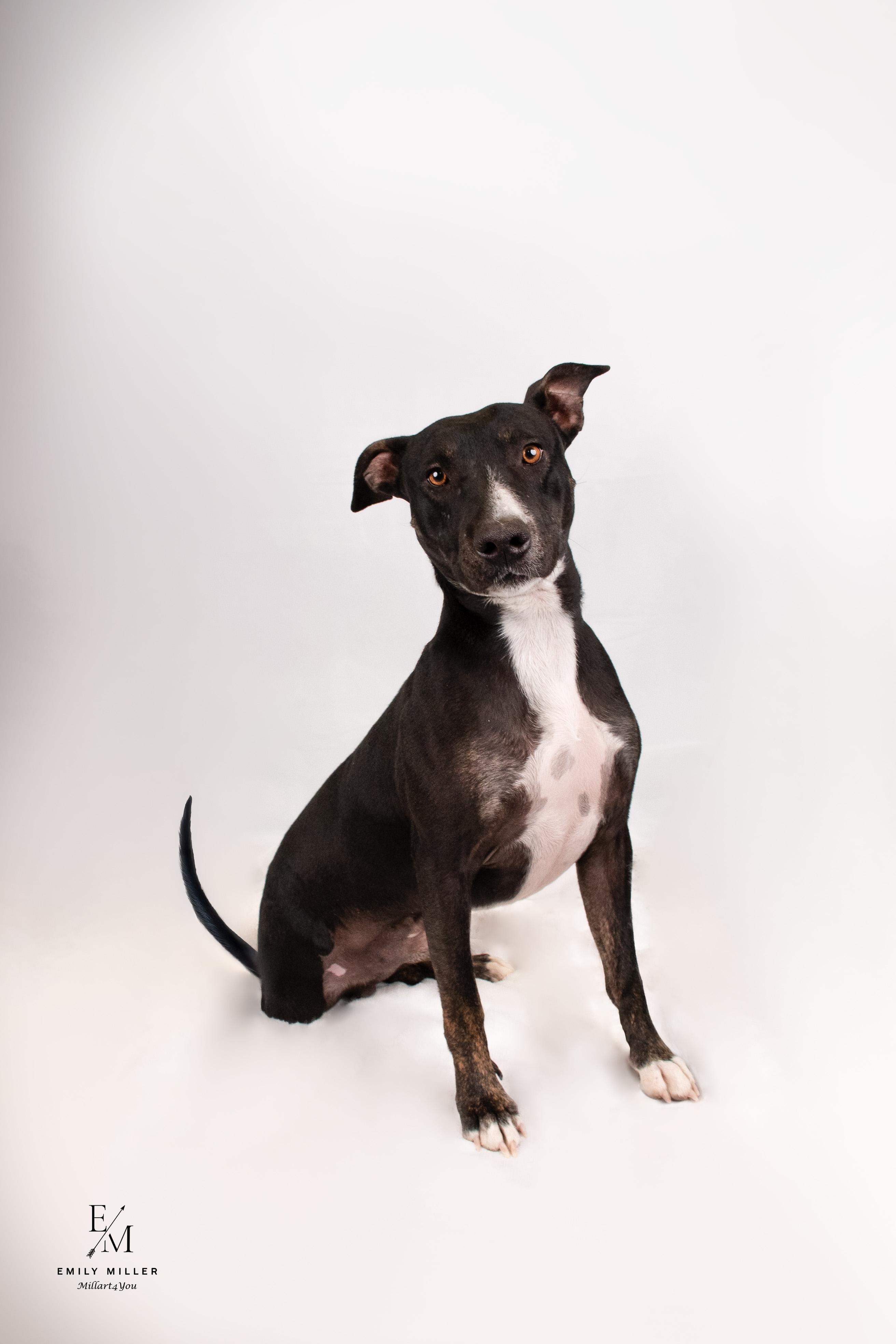 MERCURY, a Adoptable mixed breed in Phoenix, AZ image 2/4