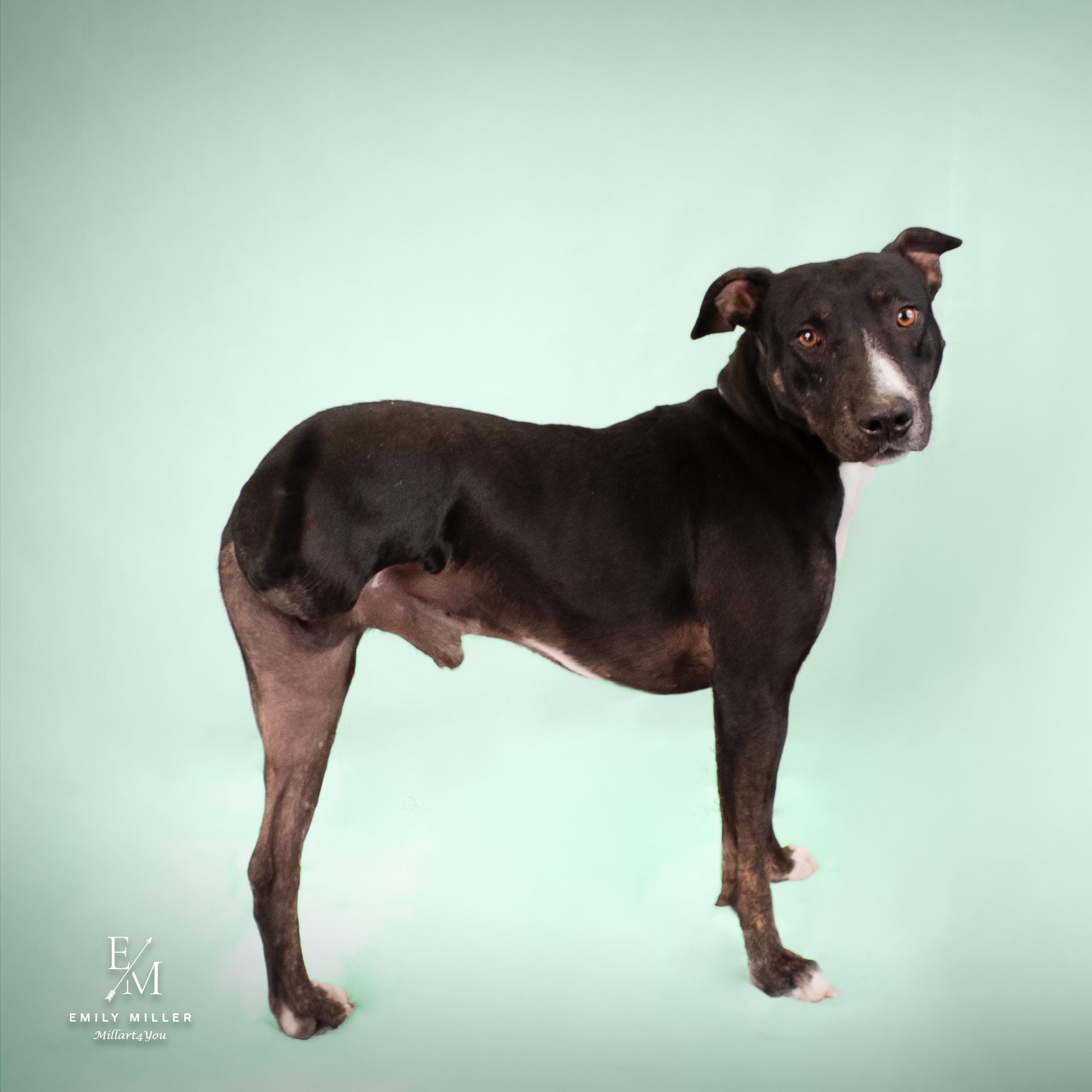 Enlarge MERCURY, a Adoptable mixed breed in Phoenix, AZ image 4/5