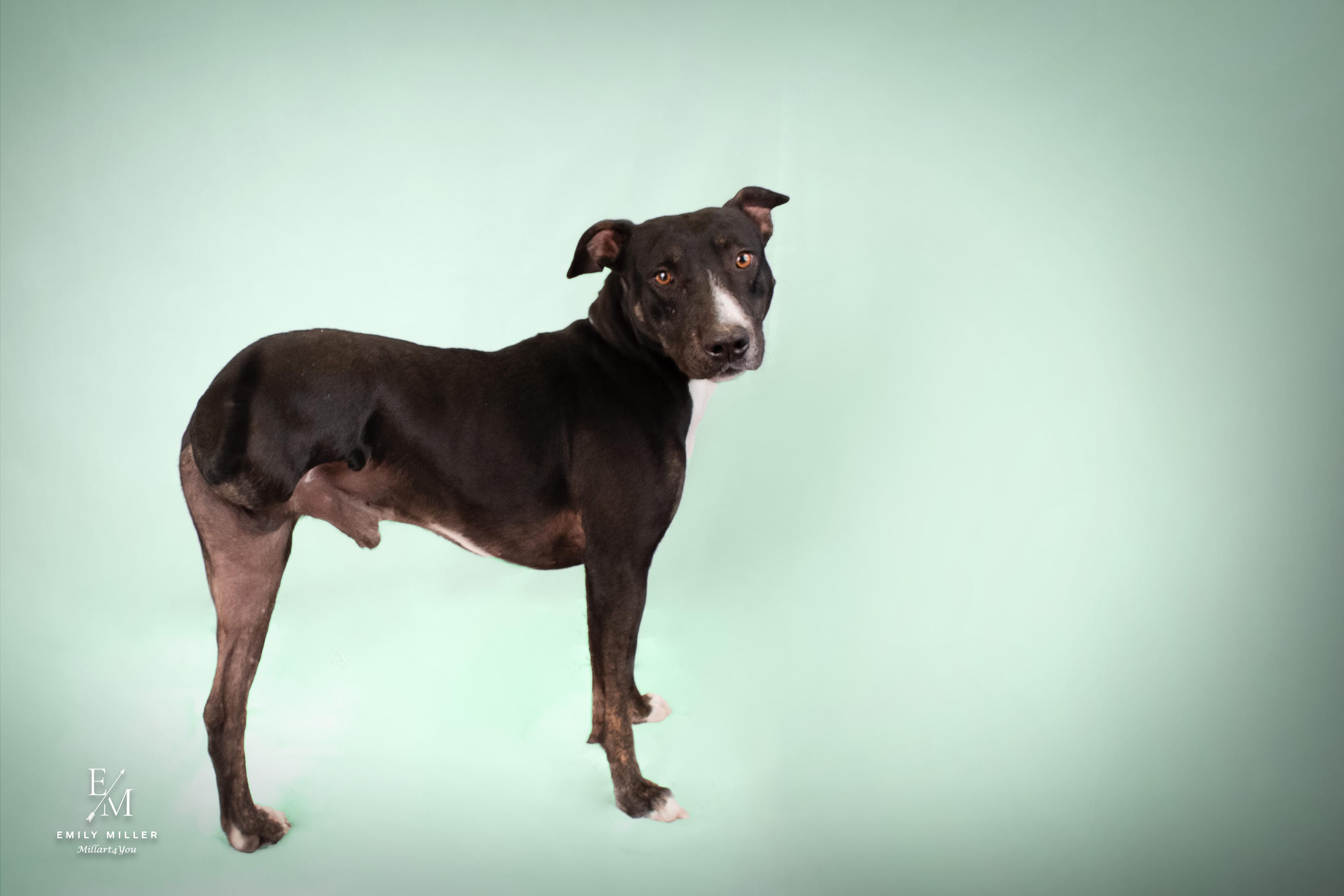 MERCURY, a Adoptable mixed breed in Phoenix, AZ image 3/4