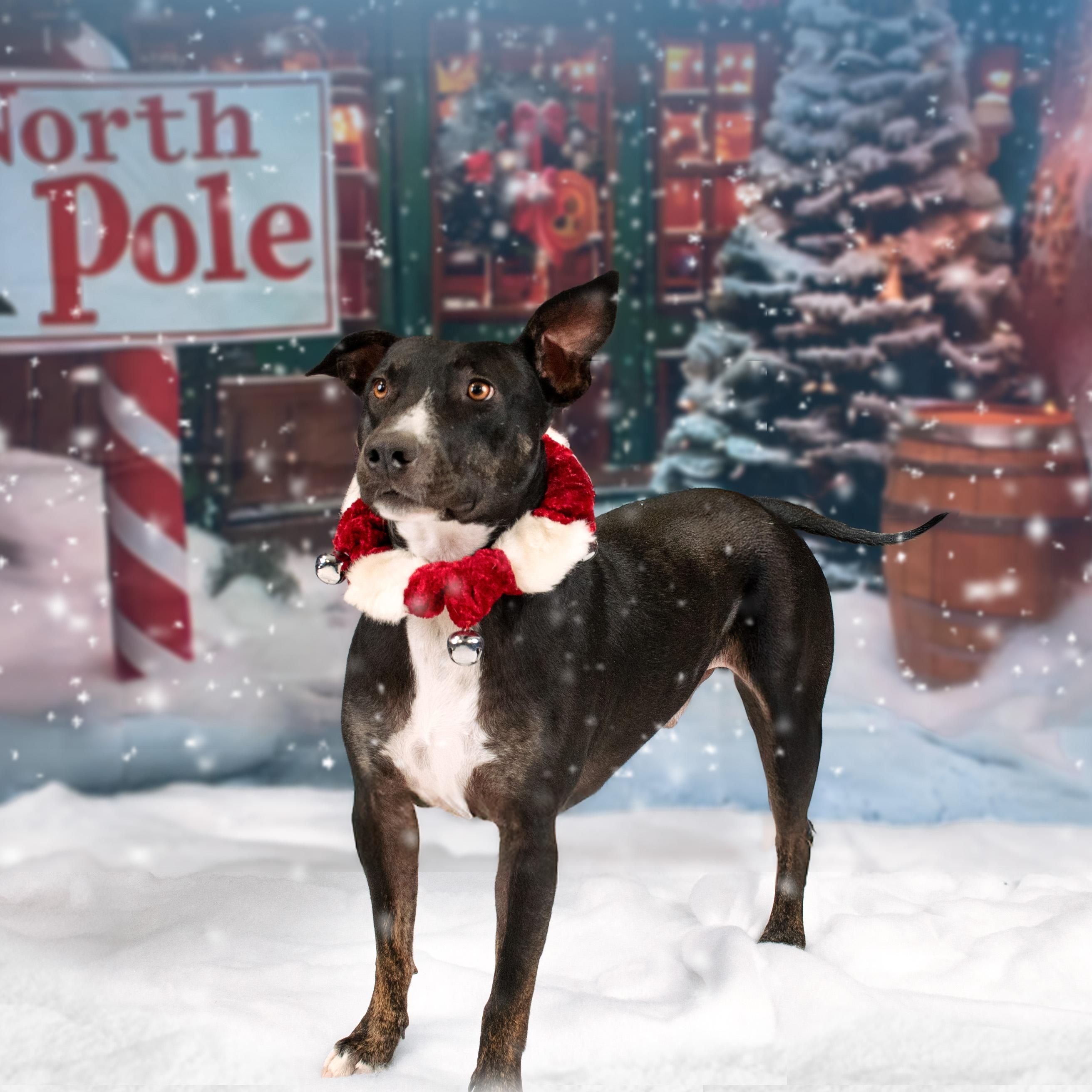 Enlarge MERCURY, a Adoptable mixed breed in Phoenix, AZ image 3/5