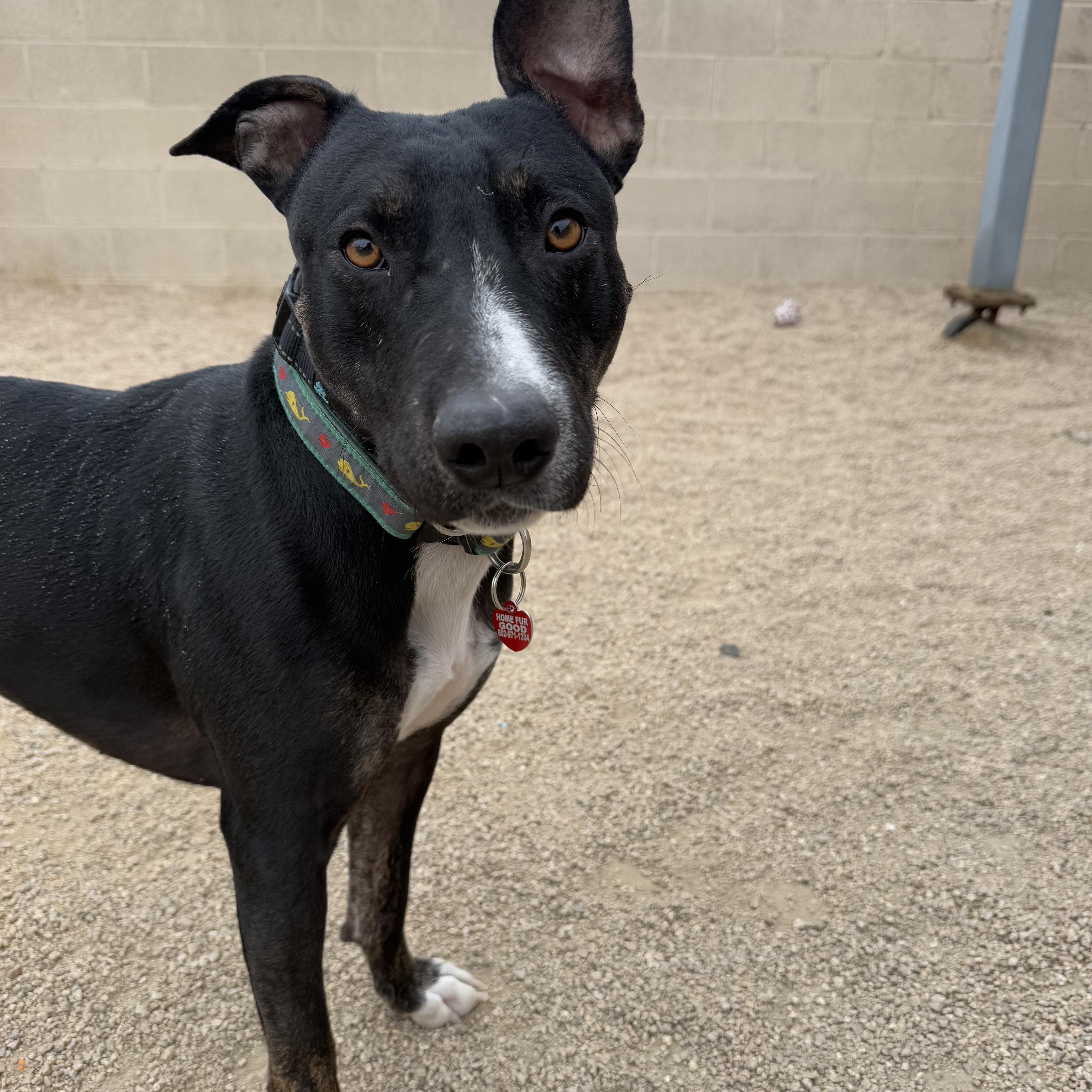 MERCURY, a Adoptable mixed breed in Phoenix, AZ image 1/4