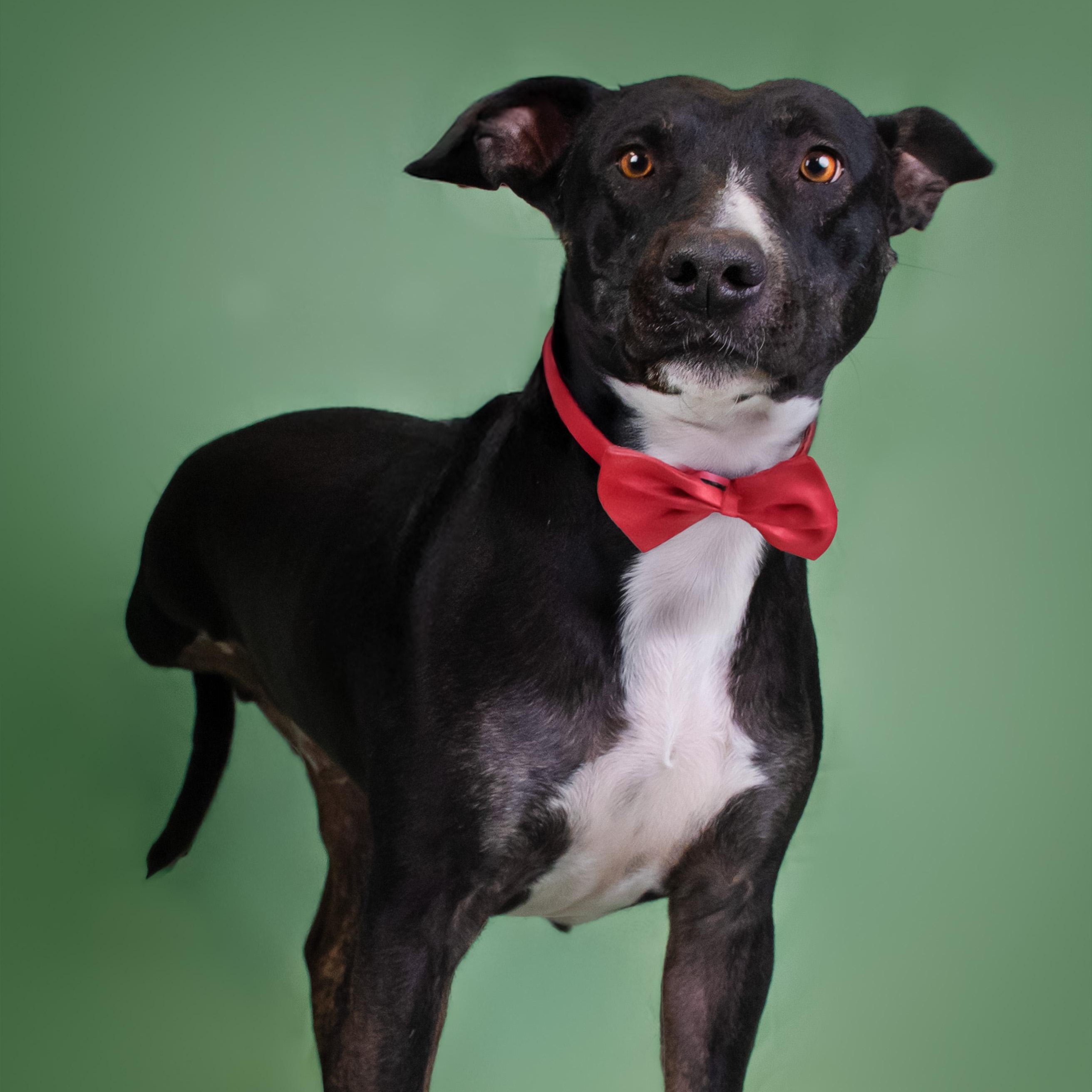 Enlarge MERCURY, a Adoptable mixed breed in Phoenix, AZ image 2/5