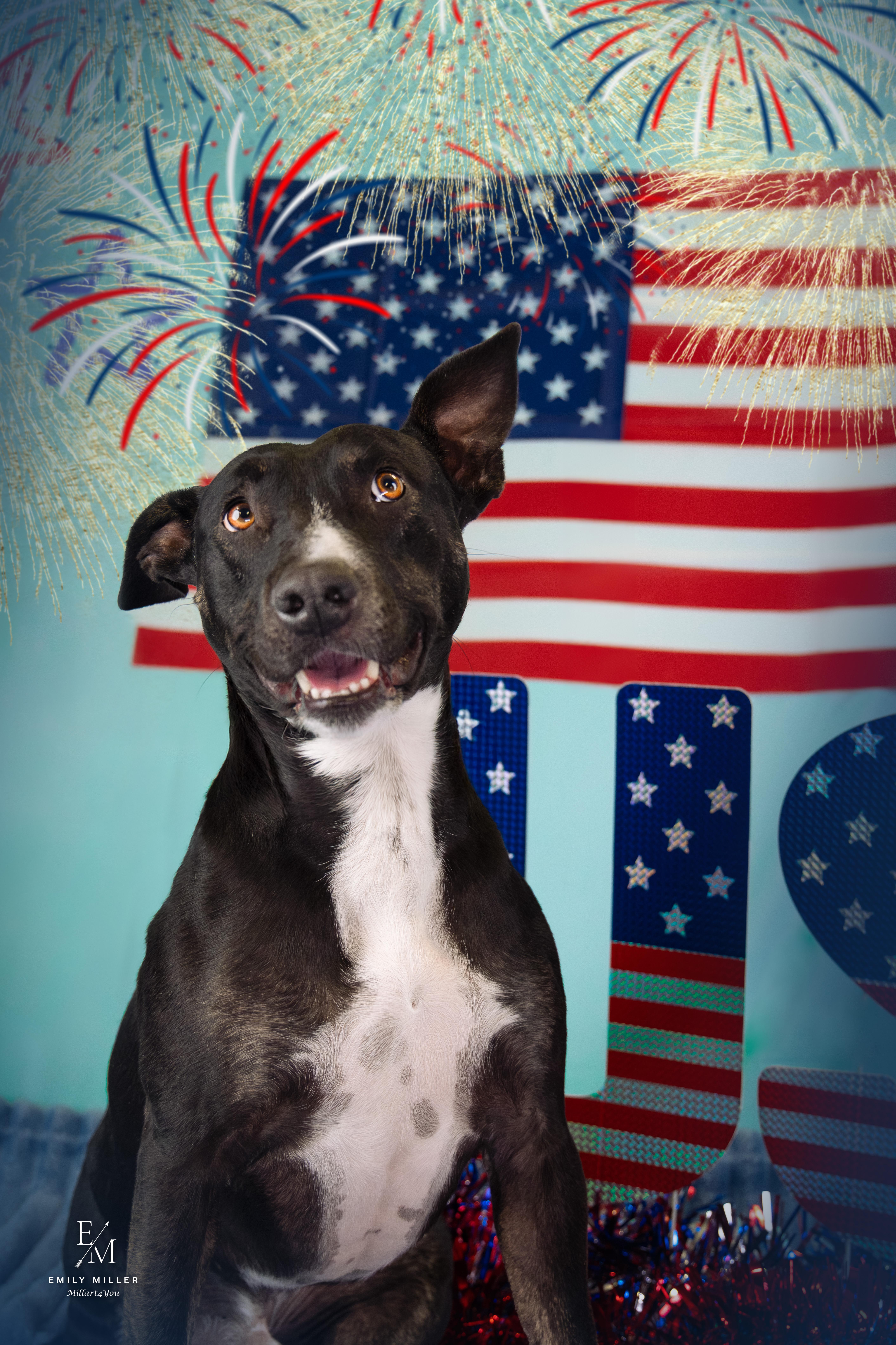 MERCURY, Adoptable, Young Male Pit Bull Terrier.
