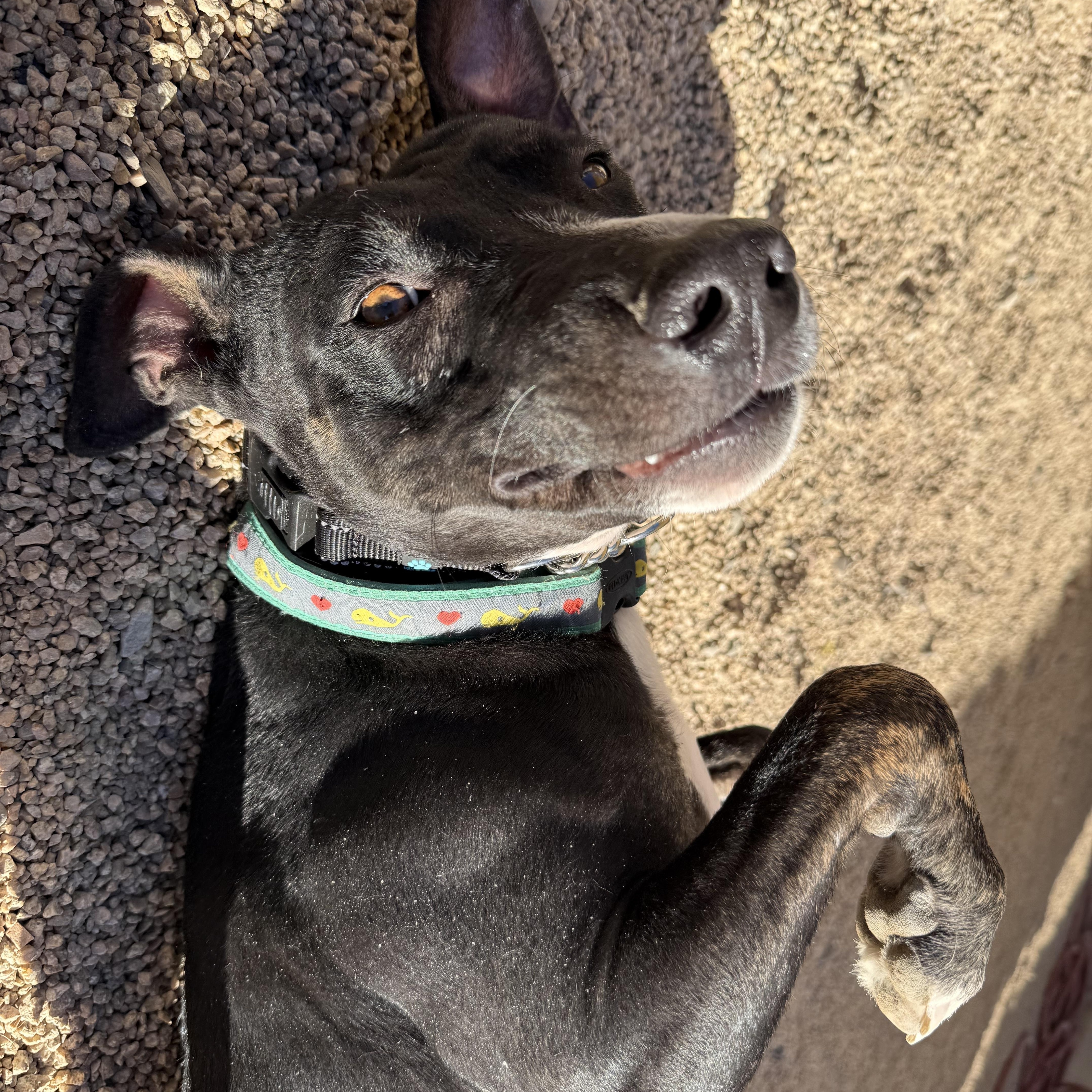 MERCURY, a Adoptable mixed breed in Phoenix, AZ image 4/4