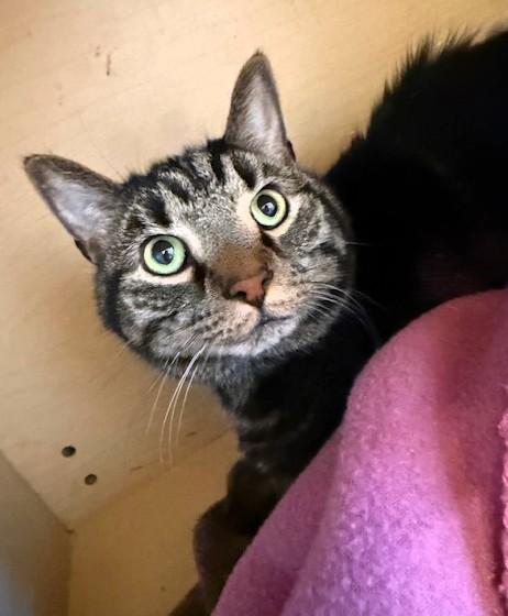 Enlarge Jonah, a ADOPTABLE Domestic Short Hair in Medina, OH image 1/1