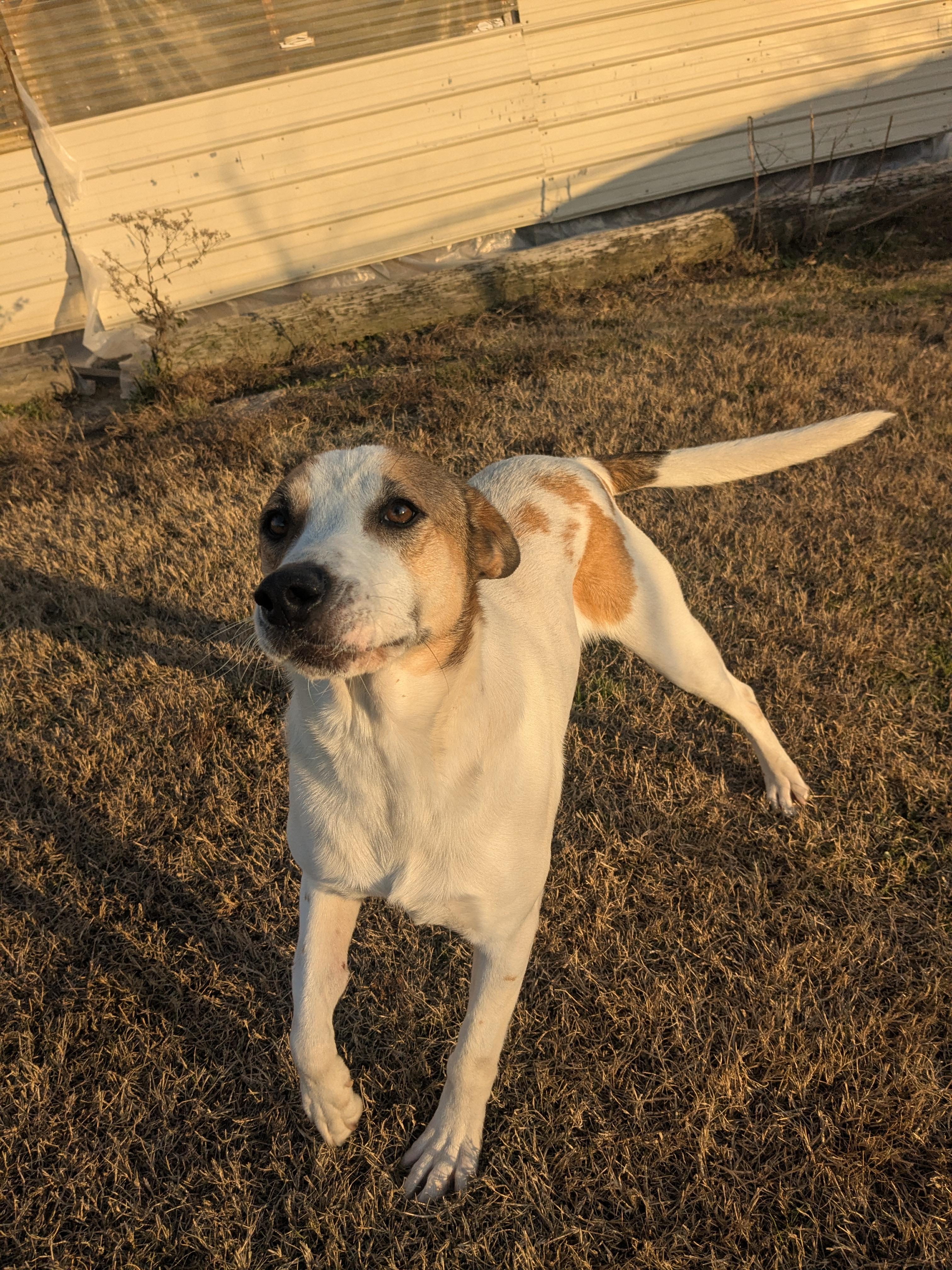 Enlarge Clover , a ADOPTABLE mixed breed in Manchester, NH image 1/5