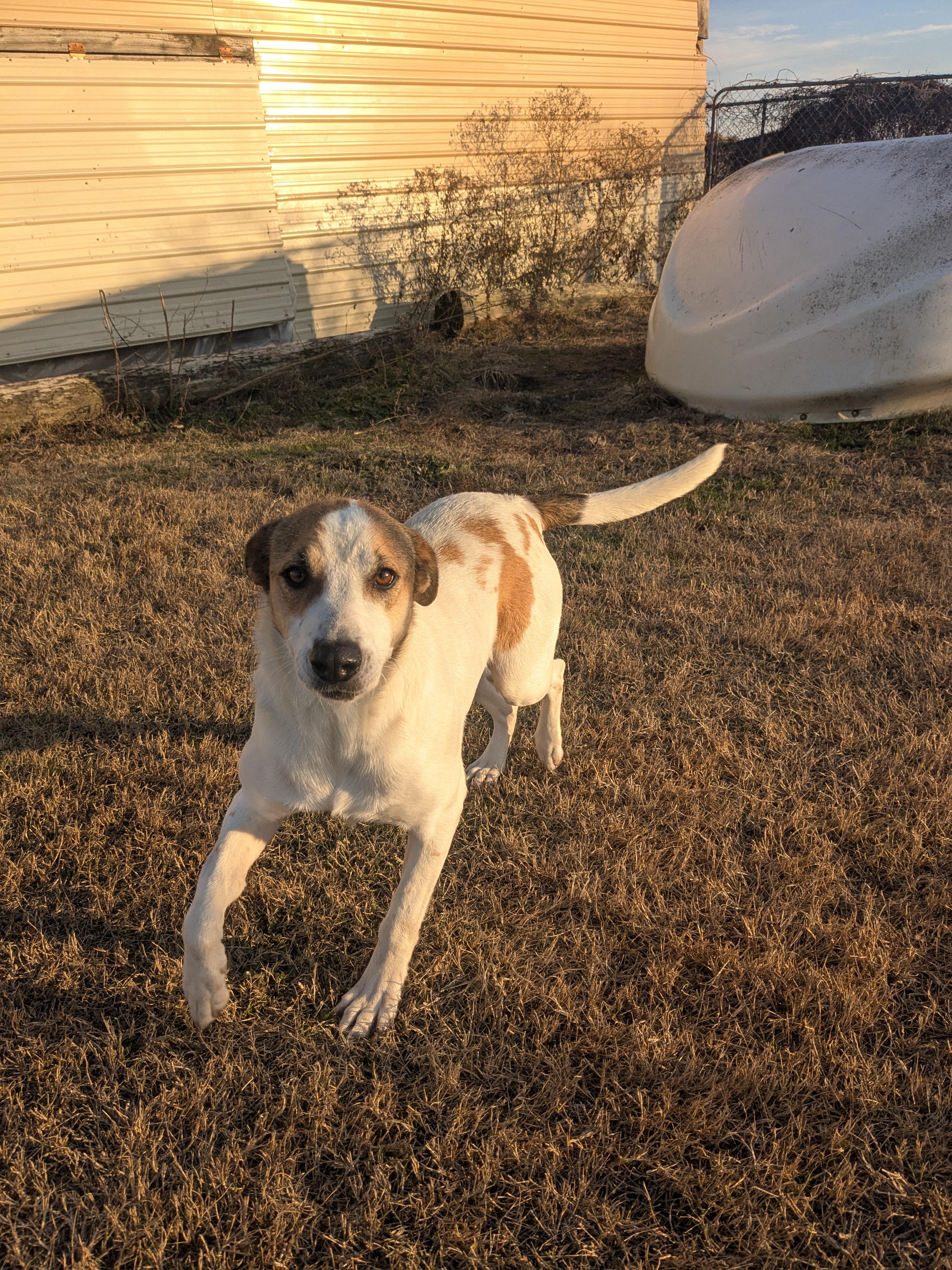 Enlarge Clover , a ADOPTABLE mixed breed in Manchester, NH image 2/5
