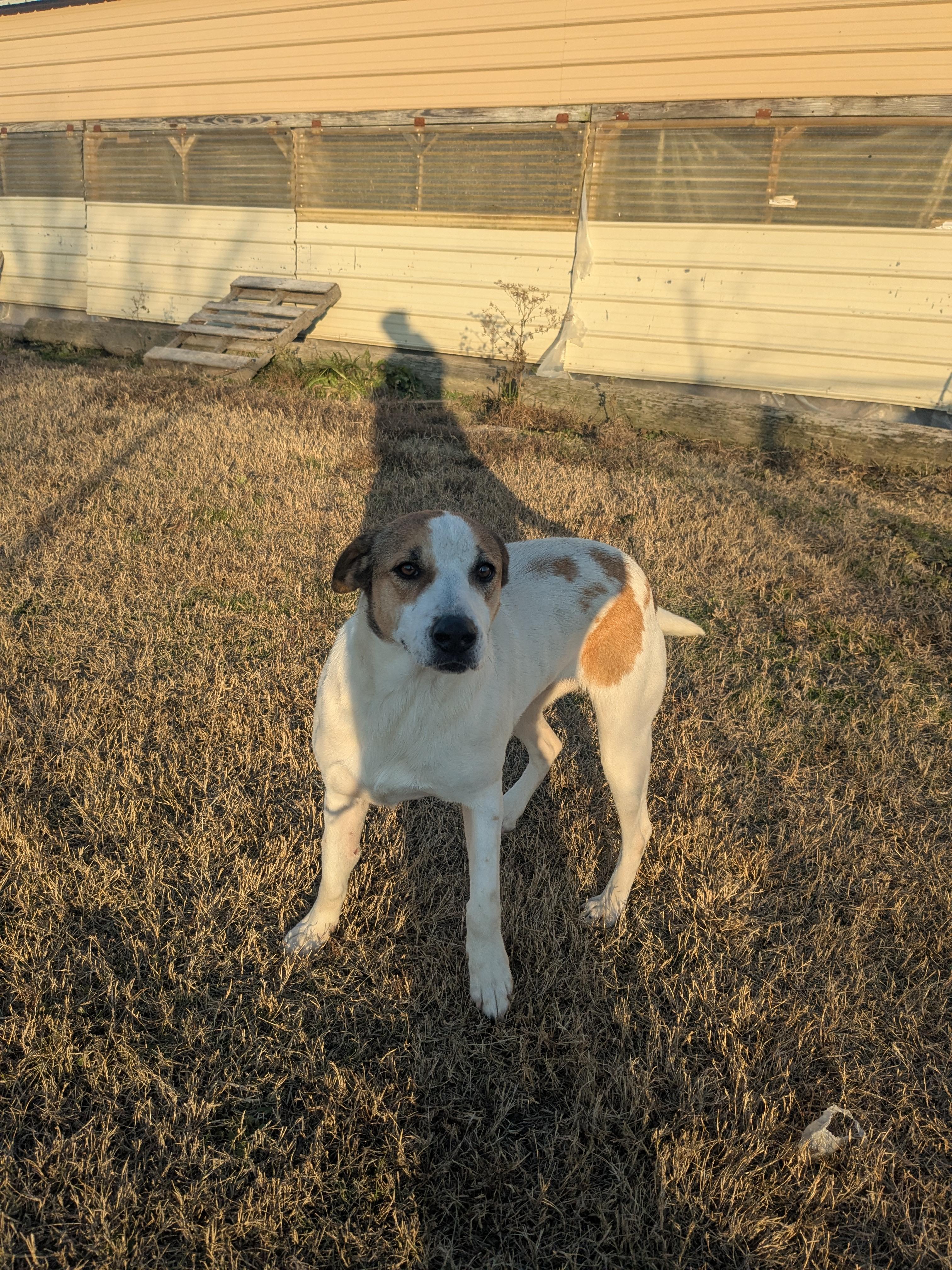 Enlarge Clover , a ADOPTABLE mixed breed in Manchester, NH image 3/5