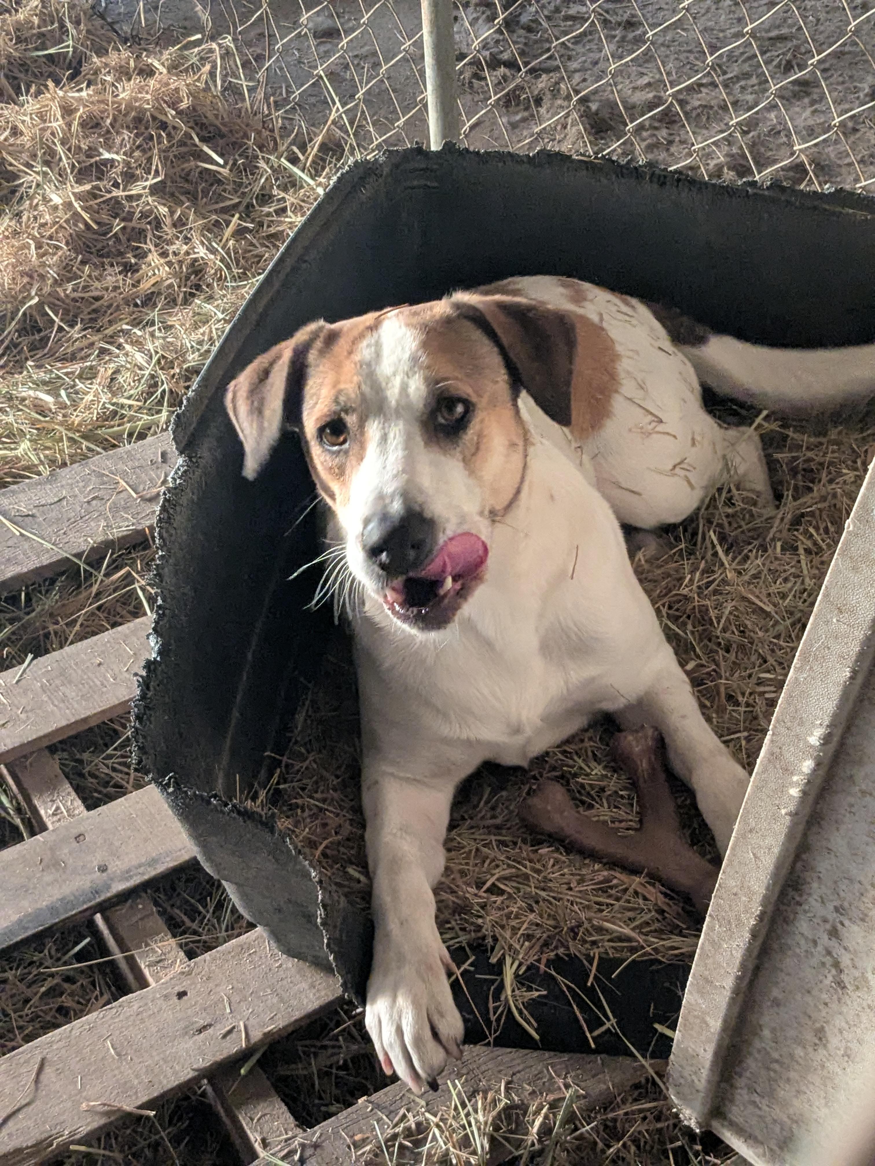 Enlarge Clover , a ADOPTABLE mixed breed in Manchester, NH image 4/5