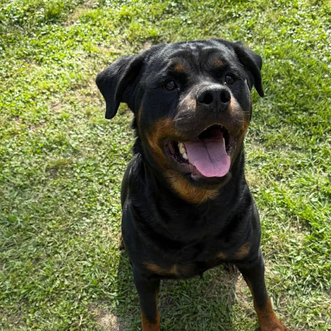 Meatball, ADOPTABLE, Young Female Rottweiler.