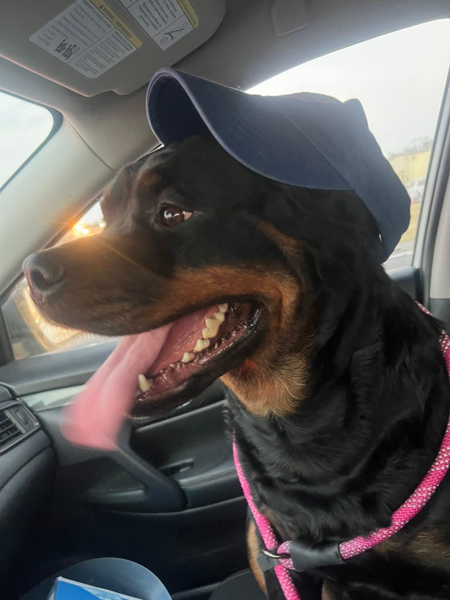 Enlarge Meatball, a ADOPTABLE Rottweiler in Baton Rouge, LA image 3/4