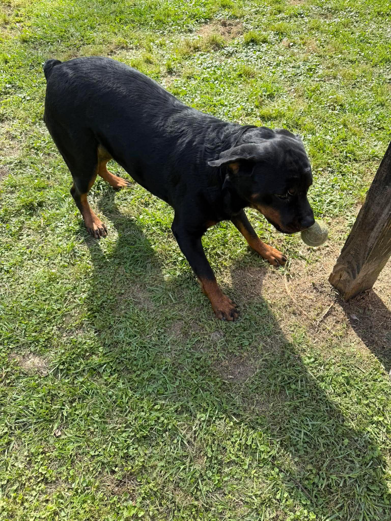 Enlarge Meatball, a ADOPTABLE Rottweiler in Baton Rouge, LA image 3/5