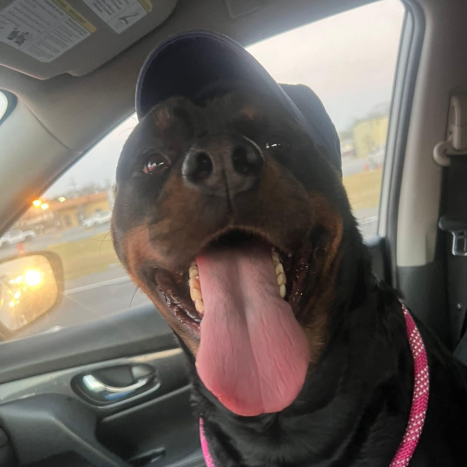 Enlarge Meatball, a ADOPTABLE Rottweiler in Baton Rouge, LA image 2/4
