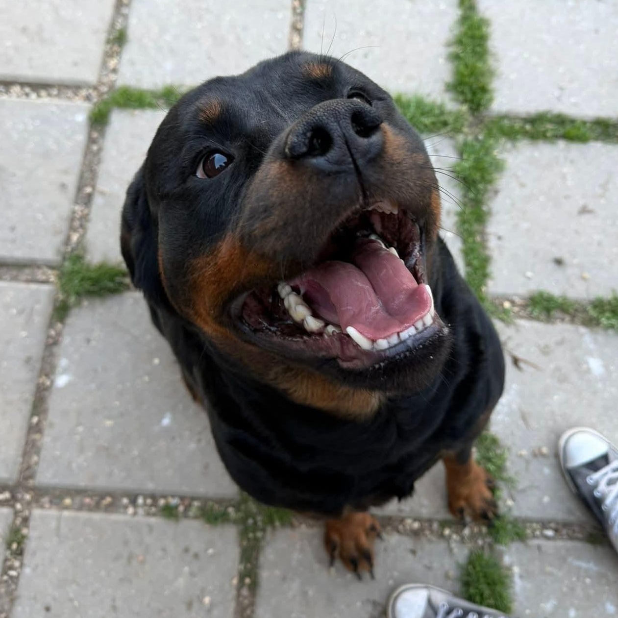 Enlarge Meatball, a ADOPTABLE Rottweiler in Baton Rouge, LA image 1/4