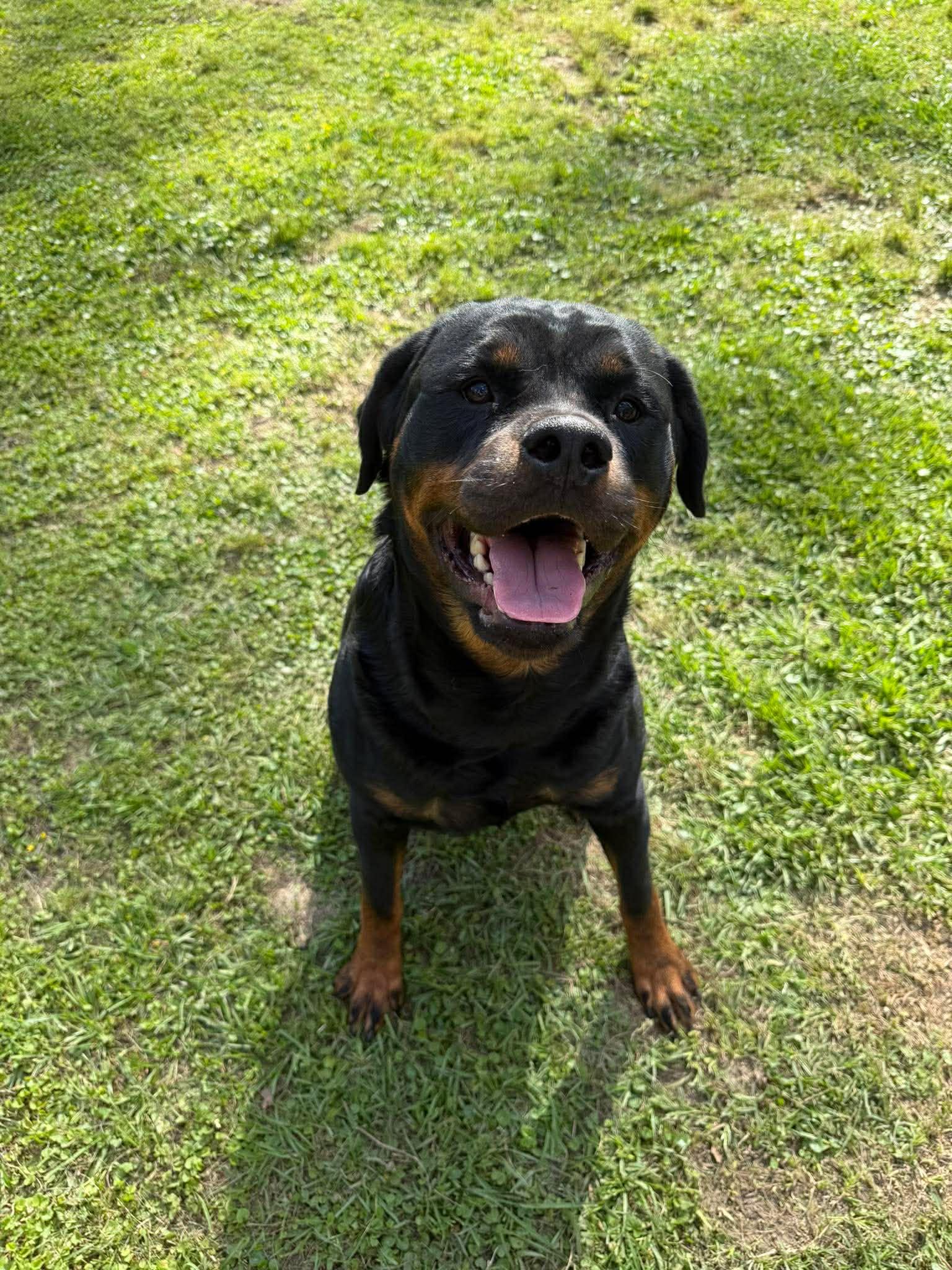 Enlarge Meatball, a ADOPTABLE Rottweiler in Baton Rouge, LA image 4/5