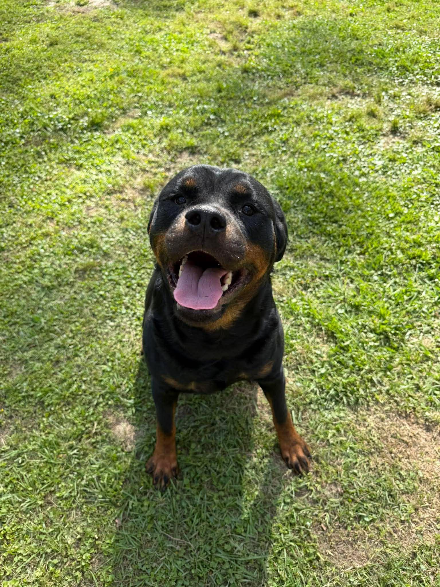 Enlarge Meatball, a ADOPTABLE Rottweiler in Baton Rouge, LA image 5/5