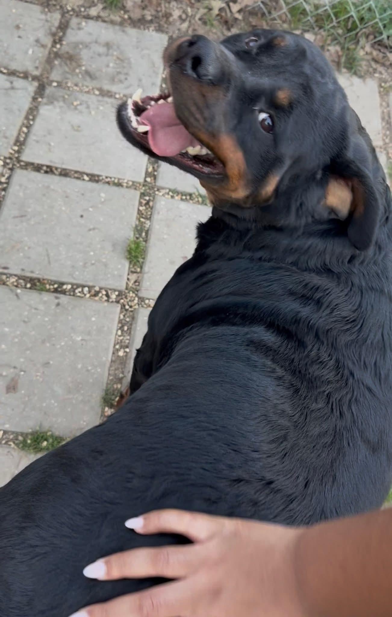 Enlarge Meatball, a ADOPTABLE Rottweiler in Baton Rouge, LA image 4/4