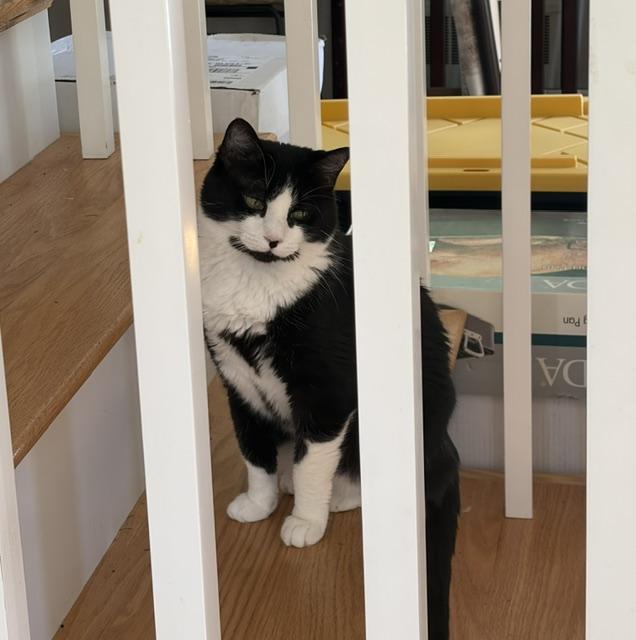 Beau, a ADOPTABLE American Shorthair in Medford, MA image 2/4