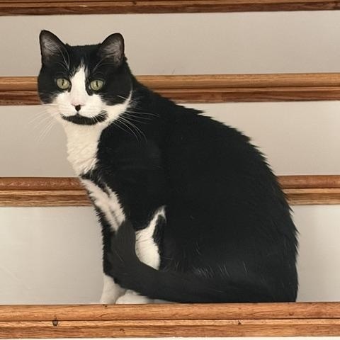 Beau, a ADOPTABLE American Shorthair in Medford, MA image 1/4