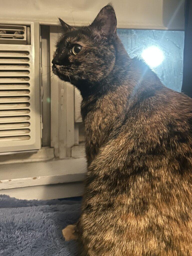 Enlarge Trixie, a ADOPTABLE Calico in Medford, MA image 2/3