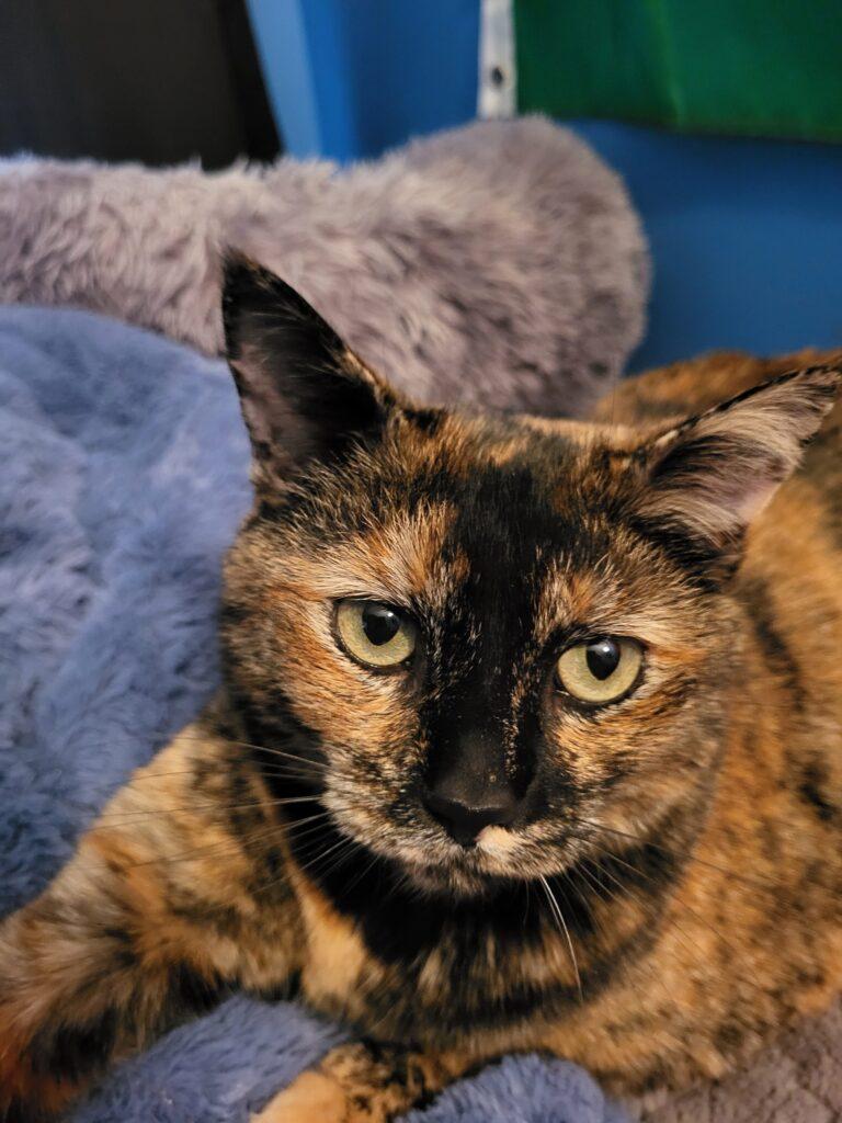 Enlarge Trixie, a ADOPTABLE Calico in Medford, MA image 1/3