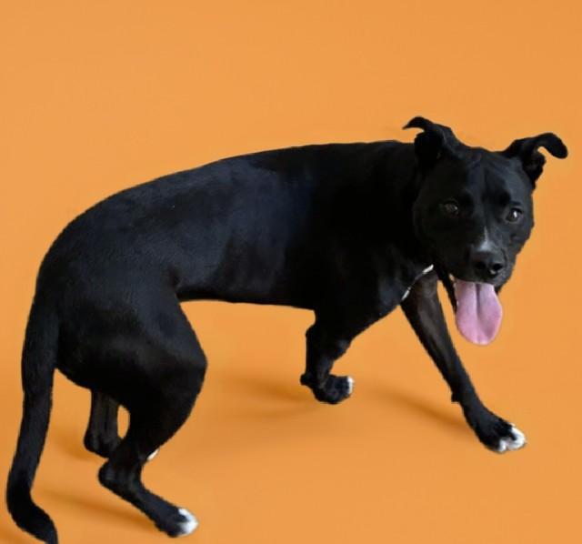 DEXTER, Adoptable, Adult Male Labrador Retriever & Pit Bull Terrier.