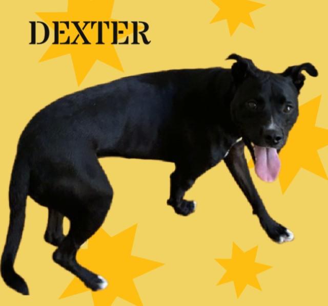 DEXTER, Adoptable, Adult Male Labrador Retriever & Pit Bull Terrier.