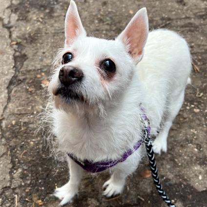 Snowy, Adoptable, Senior Female Yorkshire Terrier & Mixed Breed.