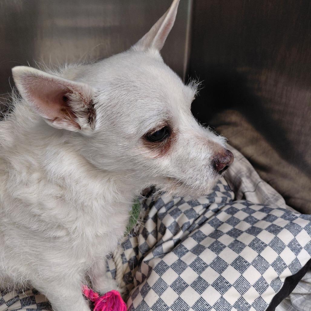 Snowy, Adoptable, Senior Female Yorkshire Terrier & Mixed Breed.