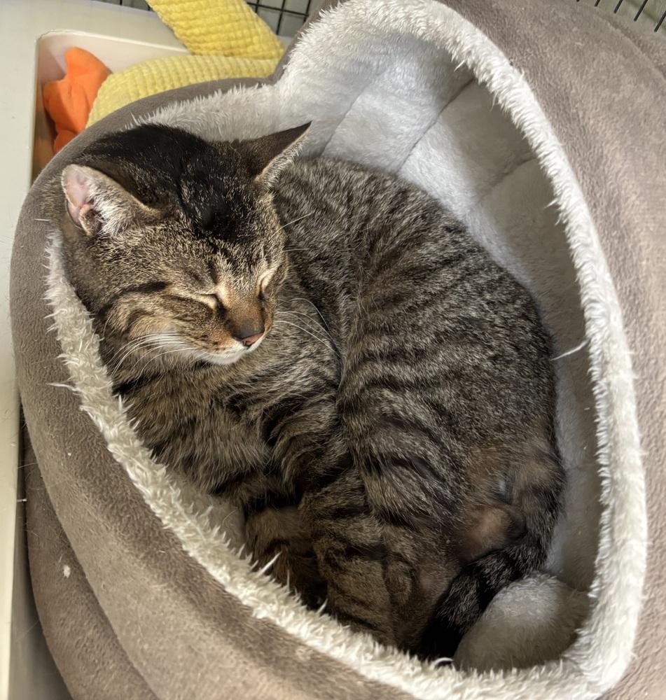 Laverne, Adoptable, Adult Male Domestic Short Hair.