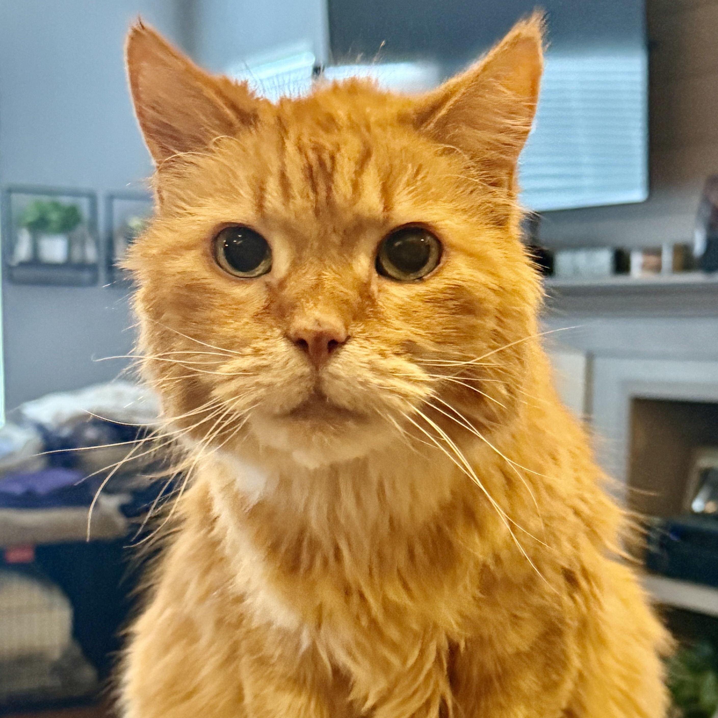 Enlarge Rigby in Colorado, a Adoptable Domestic Long Hair in Fort Collins, CO image 2/6