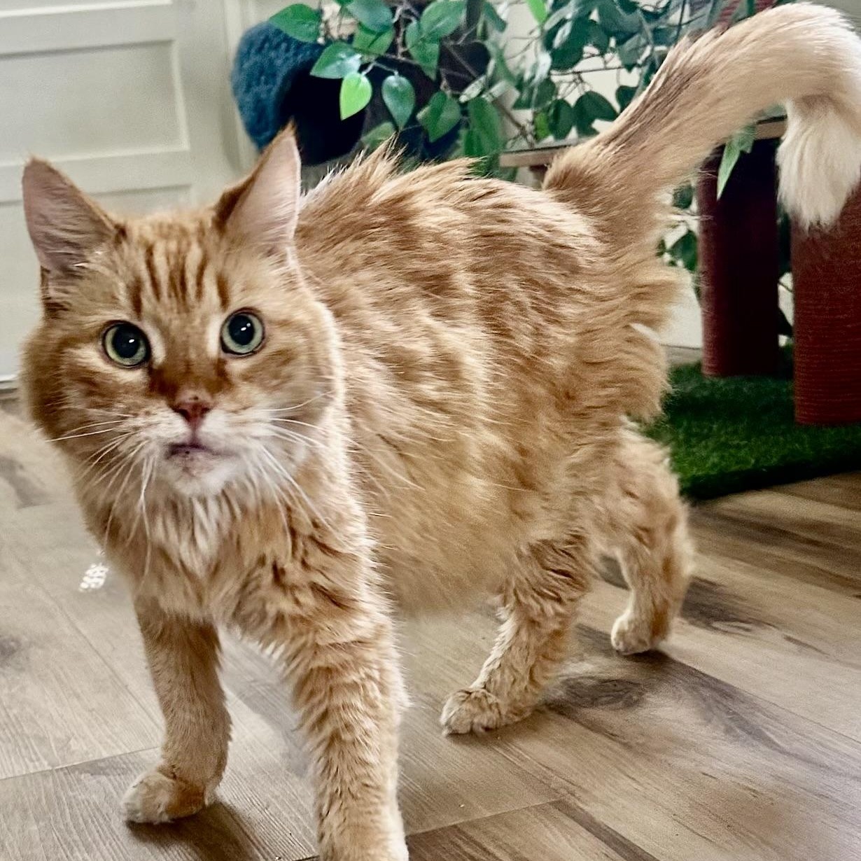 Rigby in Colorado, Adoptable, Senior Male Domestic Long Hair.
