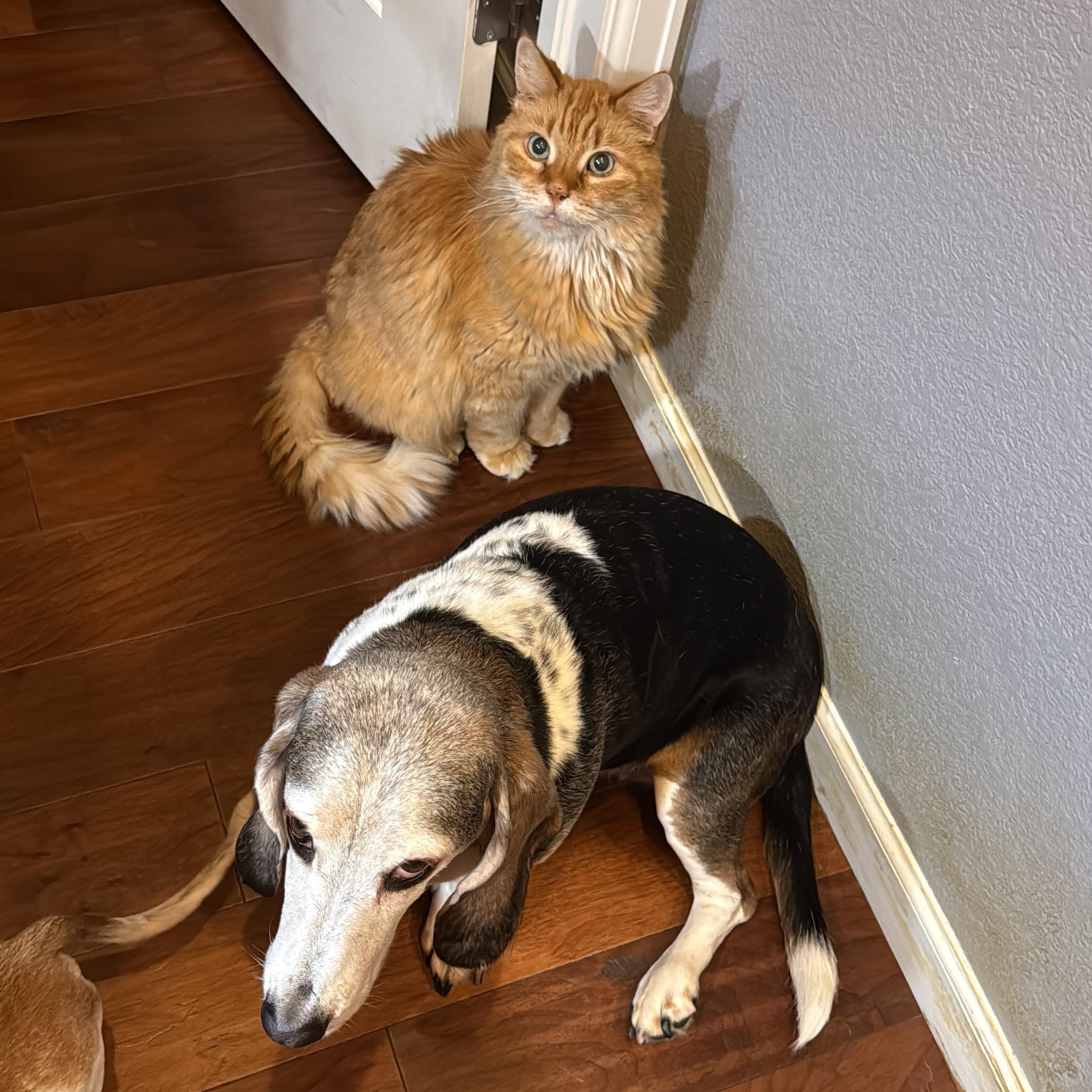 Enlarge Rigby in Colorado, a Adoptable Domestic Long Hair in Fort Collins, CO image 6/6