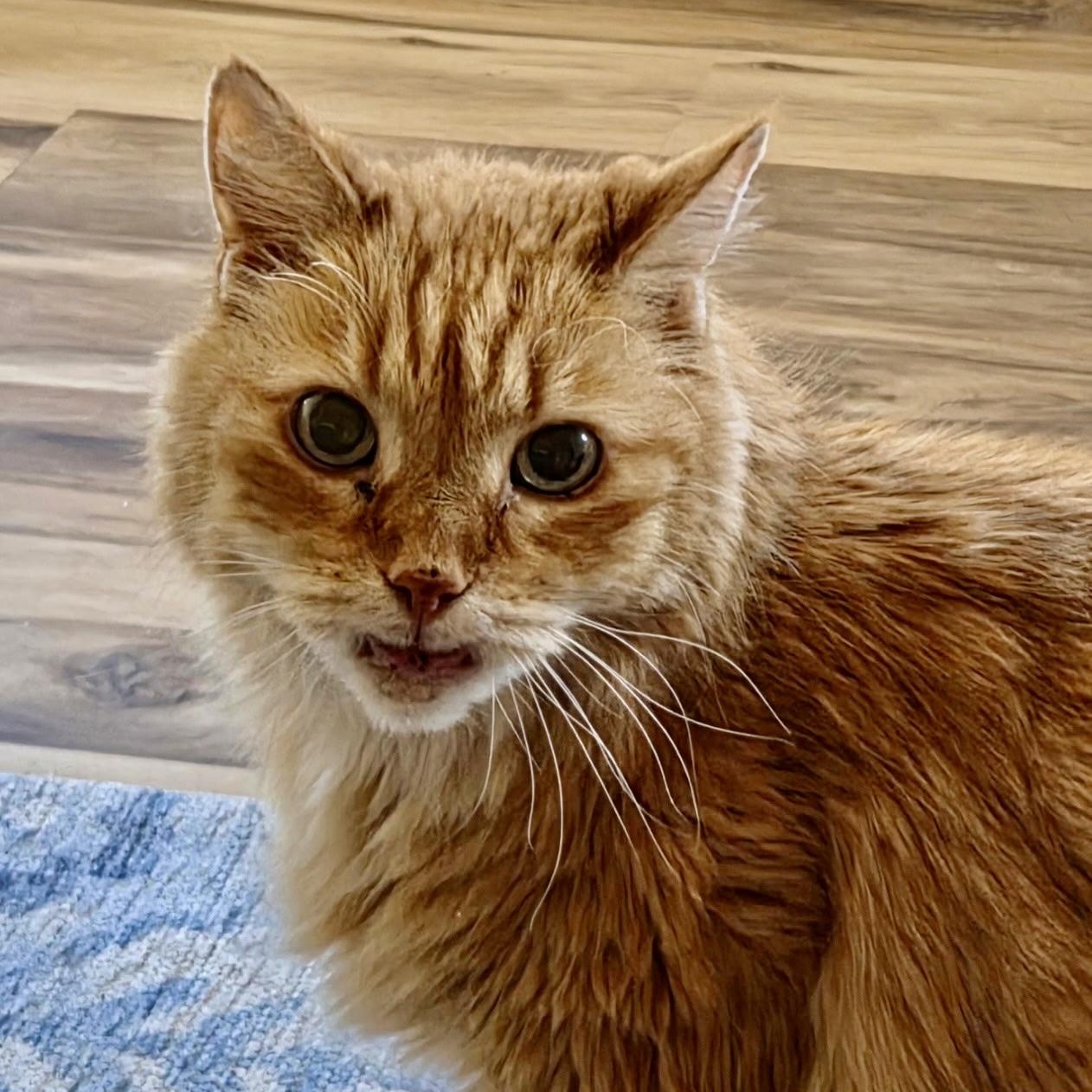 Enlarge Rigby in Colorado, a Adoptable Domestic Long Hair in Fort Collins, CO image 5/6