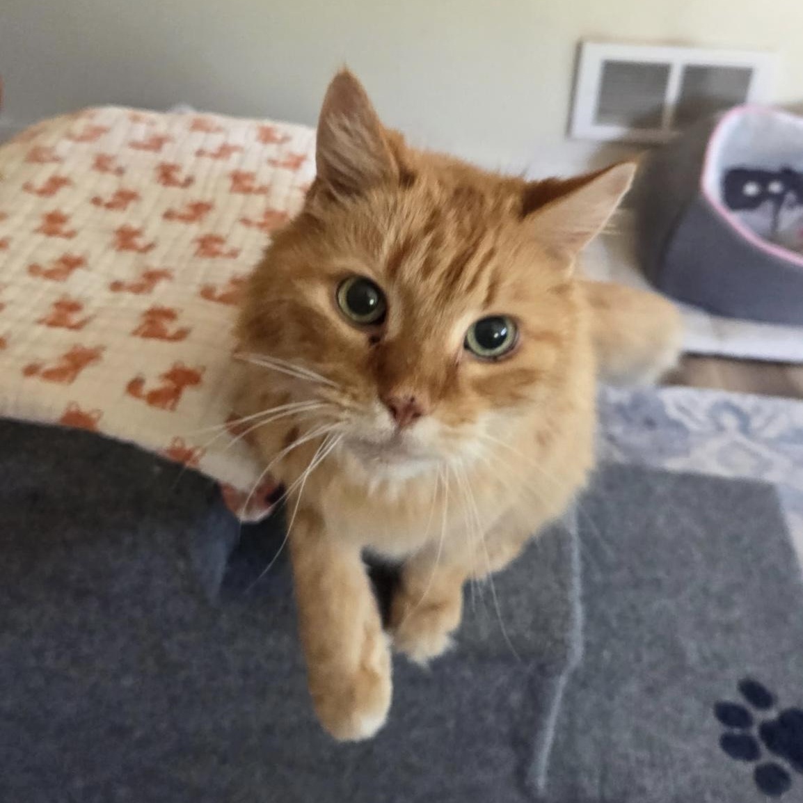 Enlarge Rigby in Colorado, a Adoptable Domestic Long Hair in Fort Collins, CO image 4/6