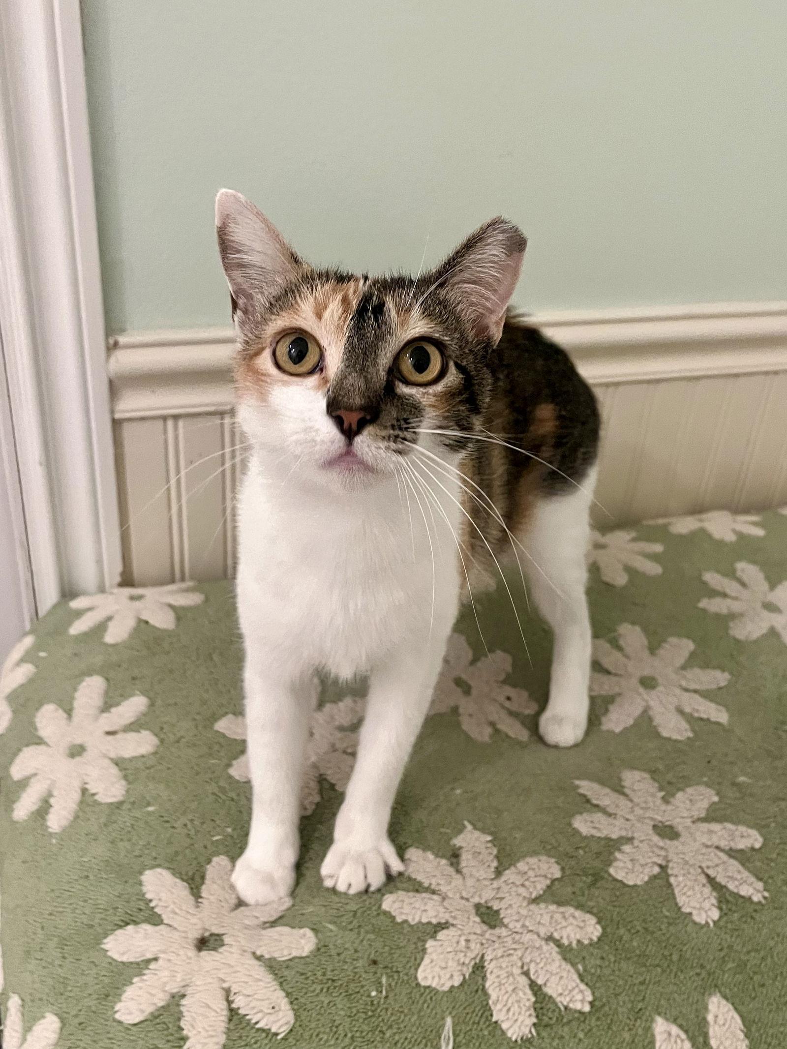 Paloma, a Adoptable Domestic Short Hair in Long Beach, CA image 1/3