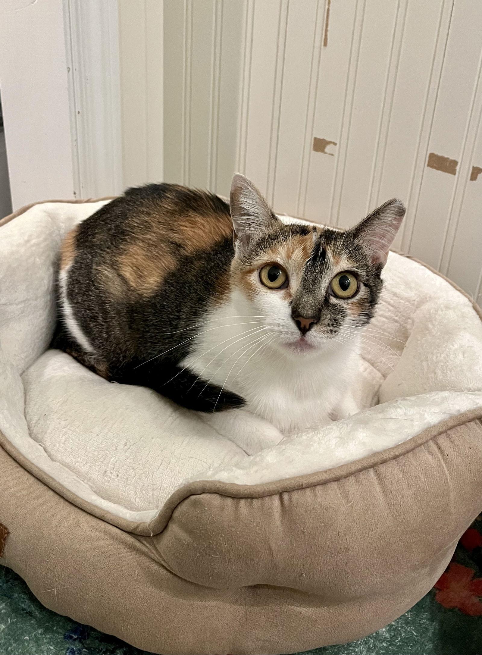 Paloma, a Adoptable Domestic Short Hair in Long Beach, CA image 2/3